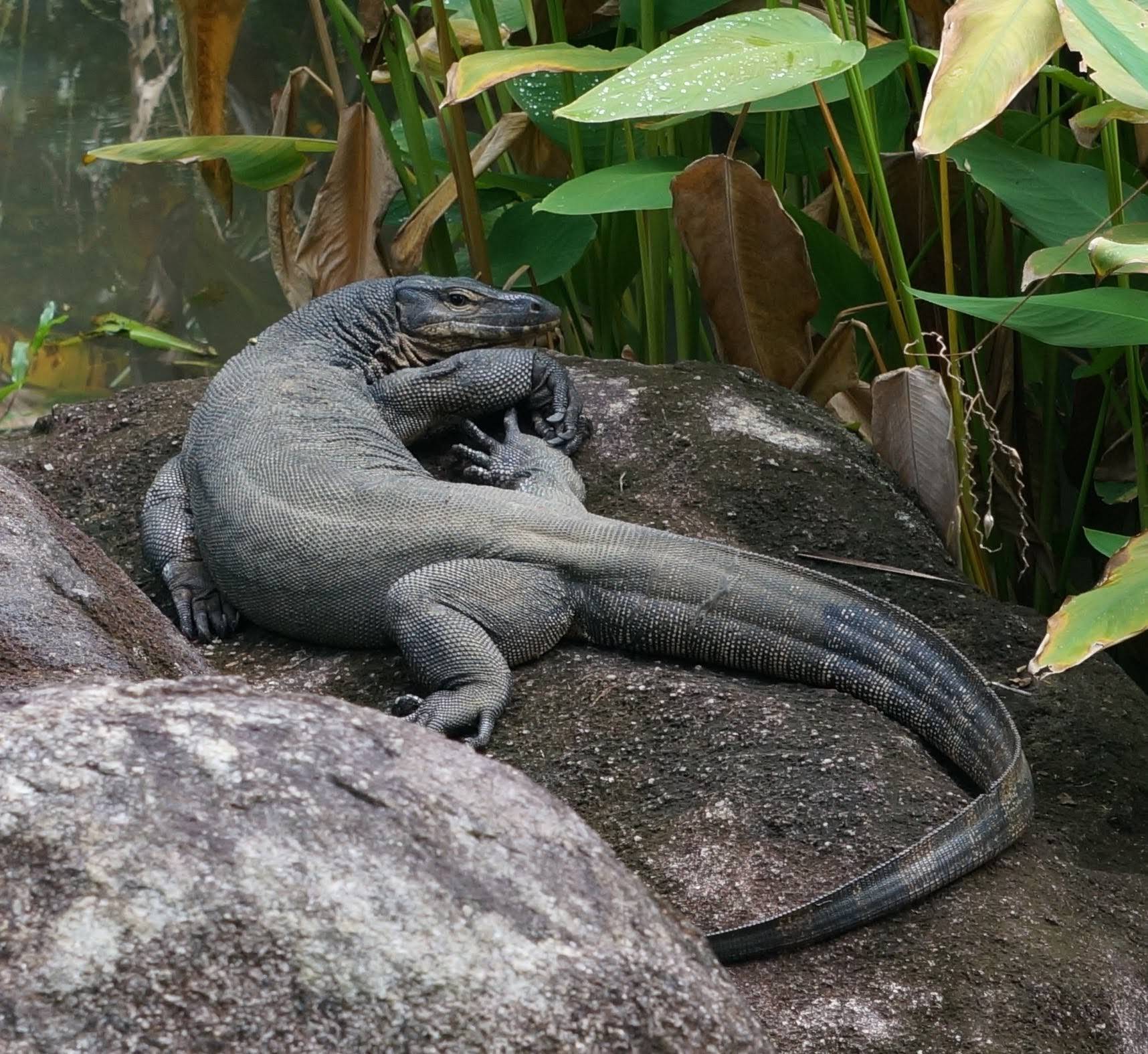 Common water monitor