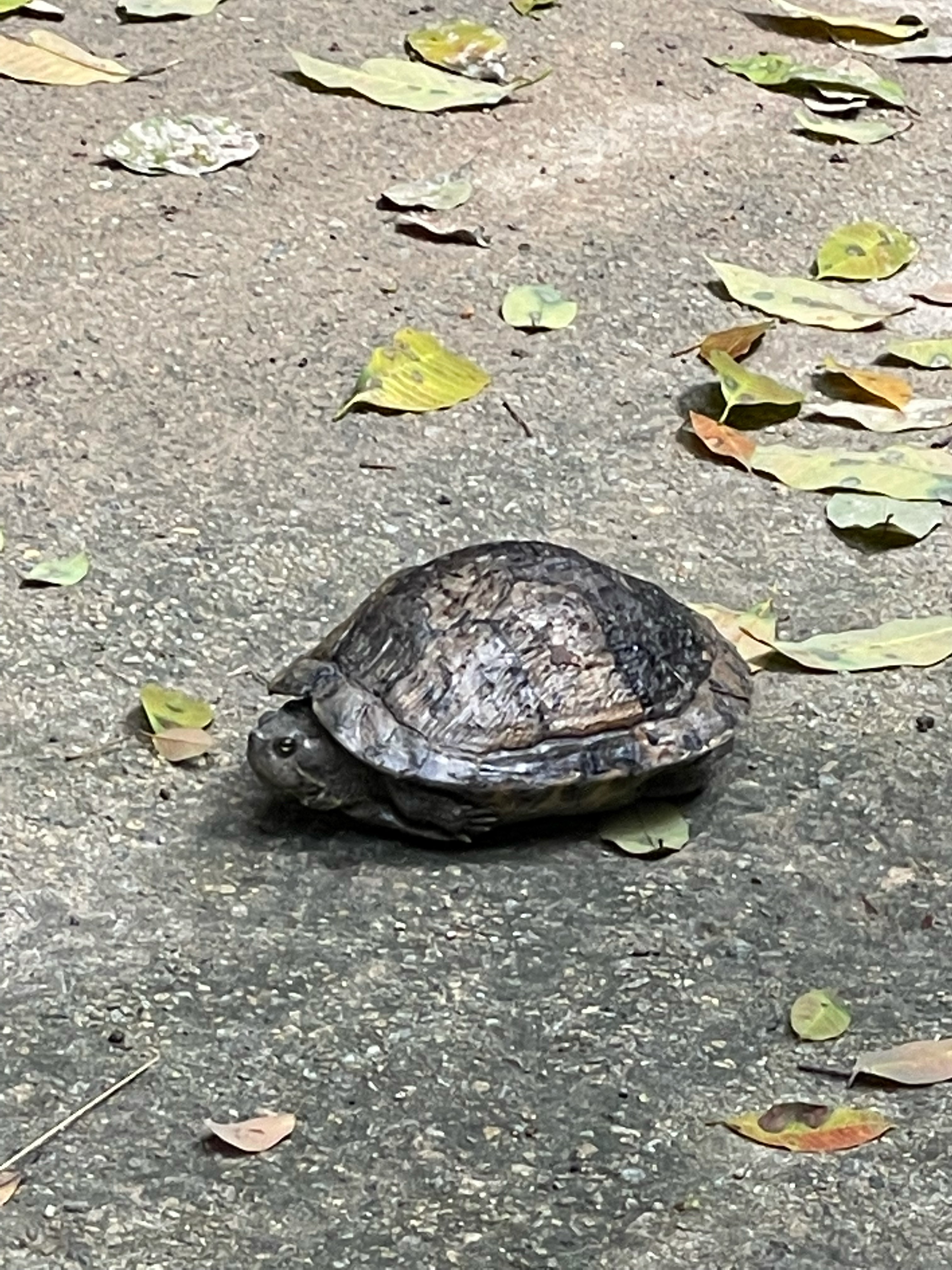 Land tortoise 