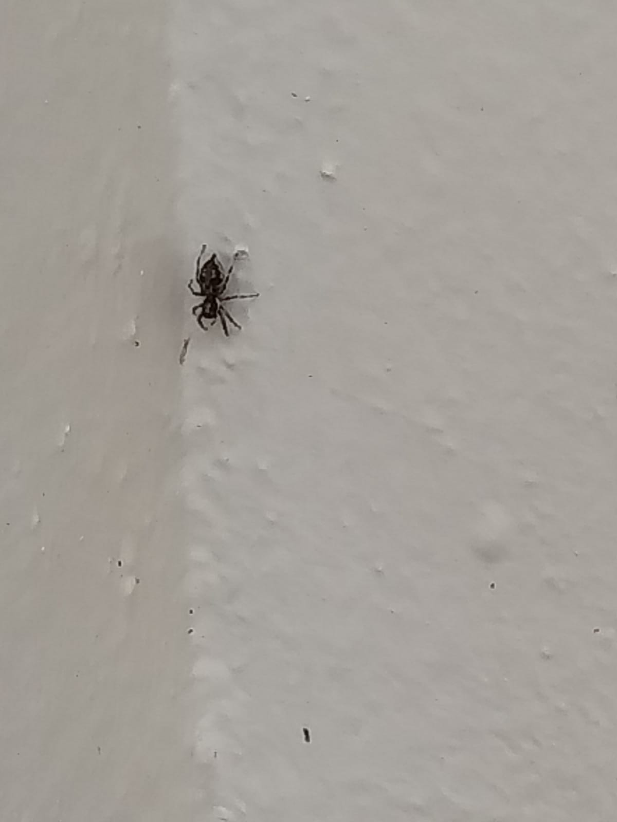 Adanson’s house jumper