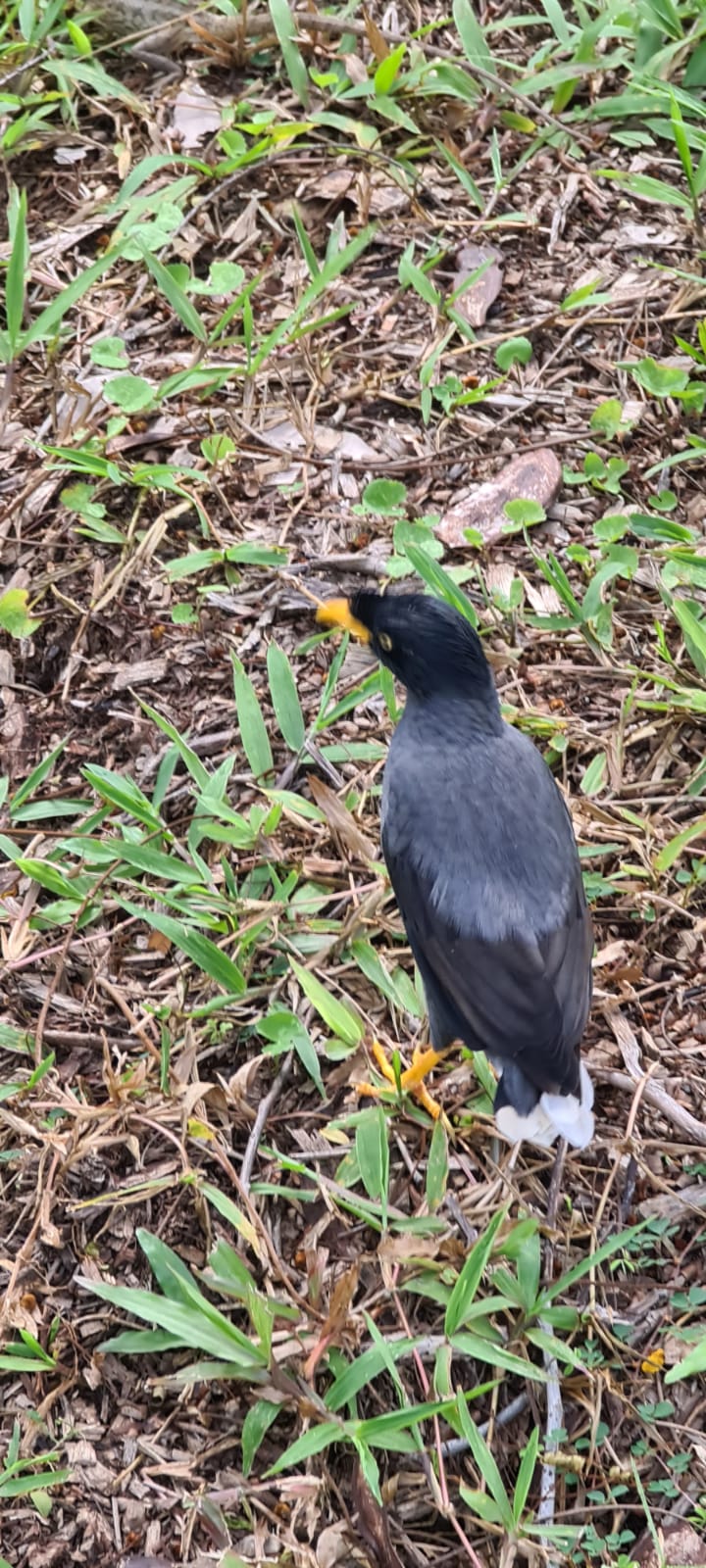 Javan myna 