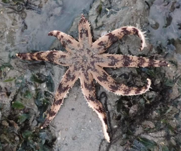  eight-armed sea star 