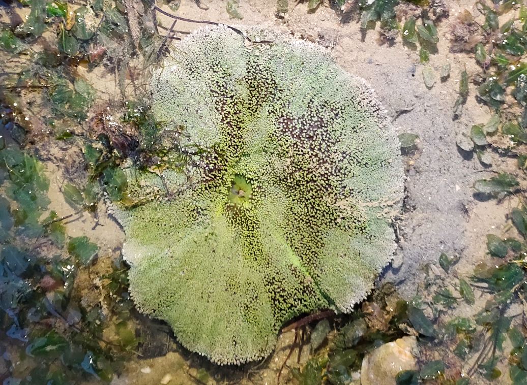 Carpet anemone