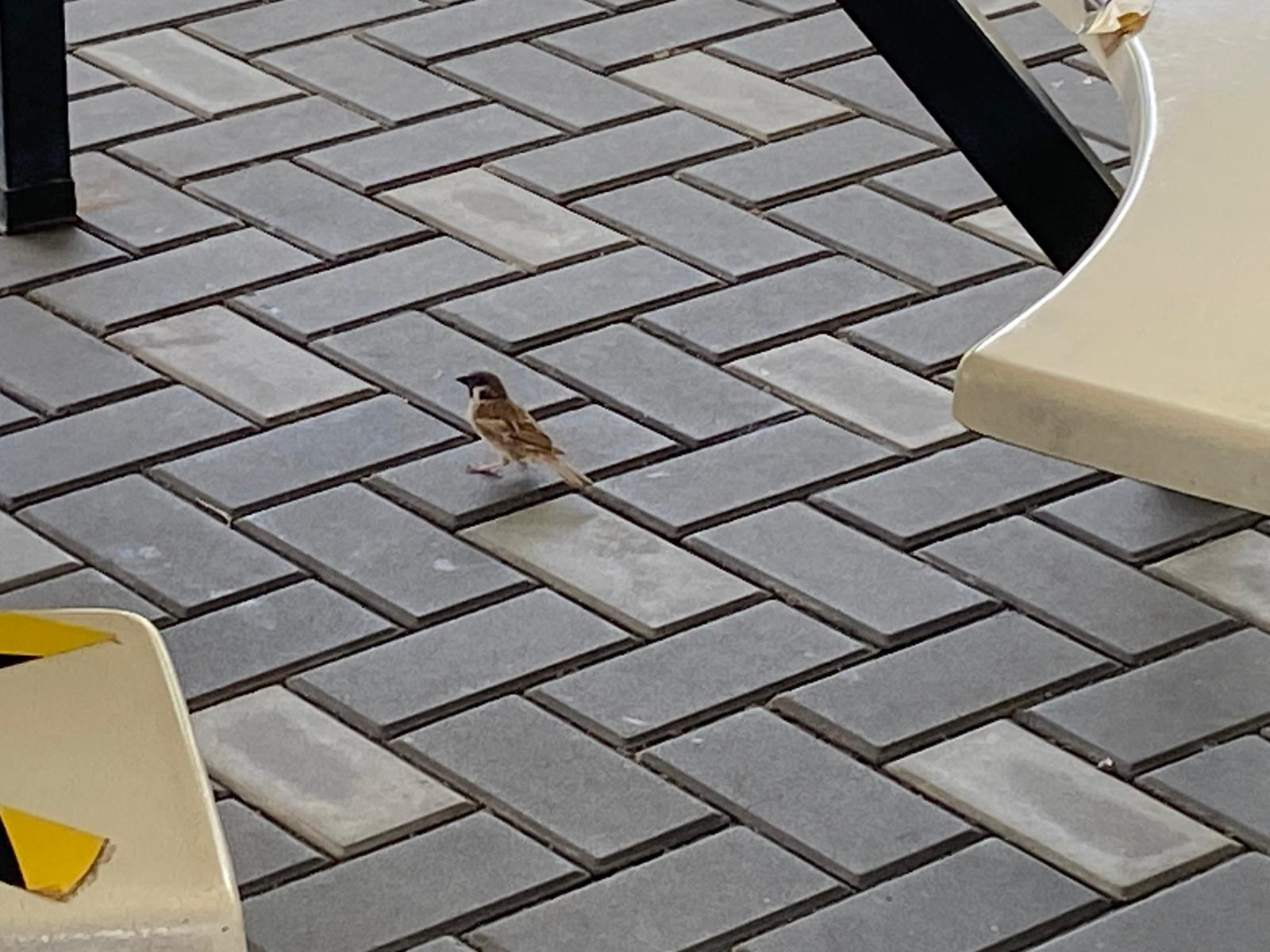 Eurasian tree sparrow