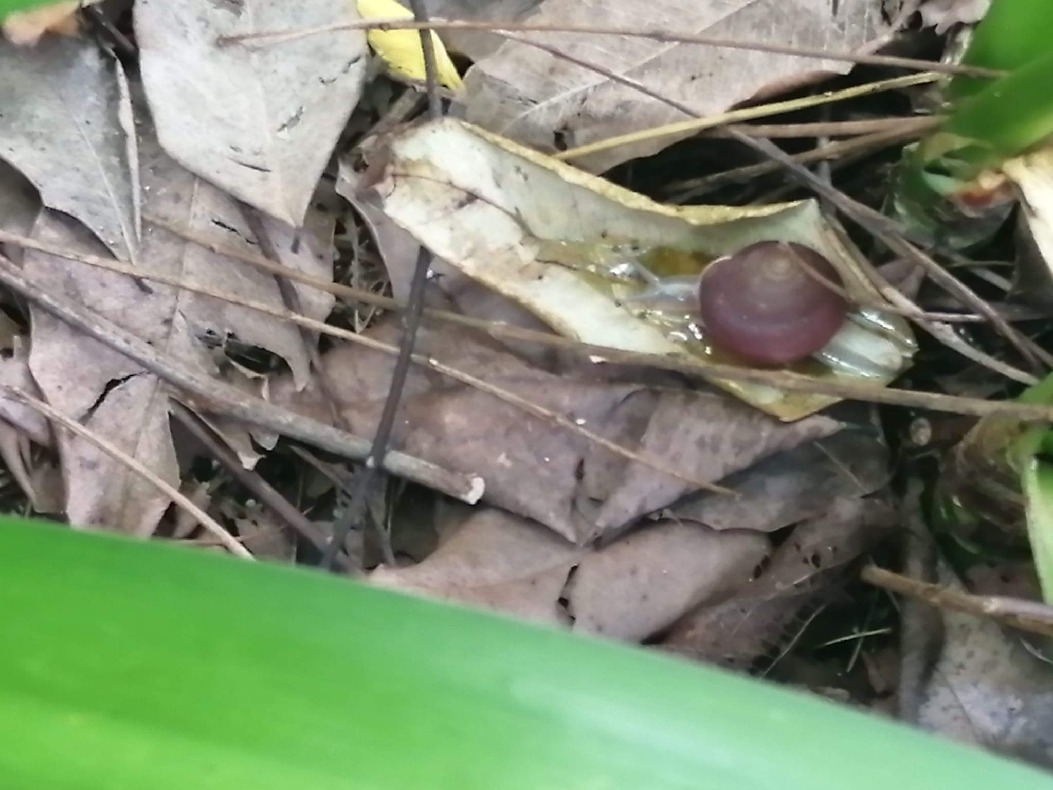 Glow-in-the-dark snail