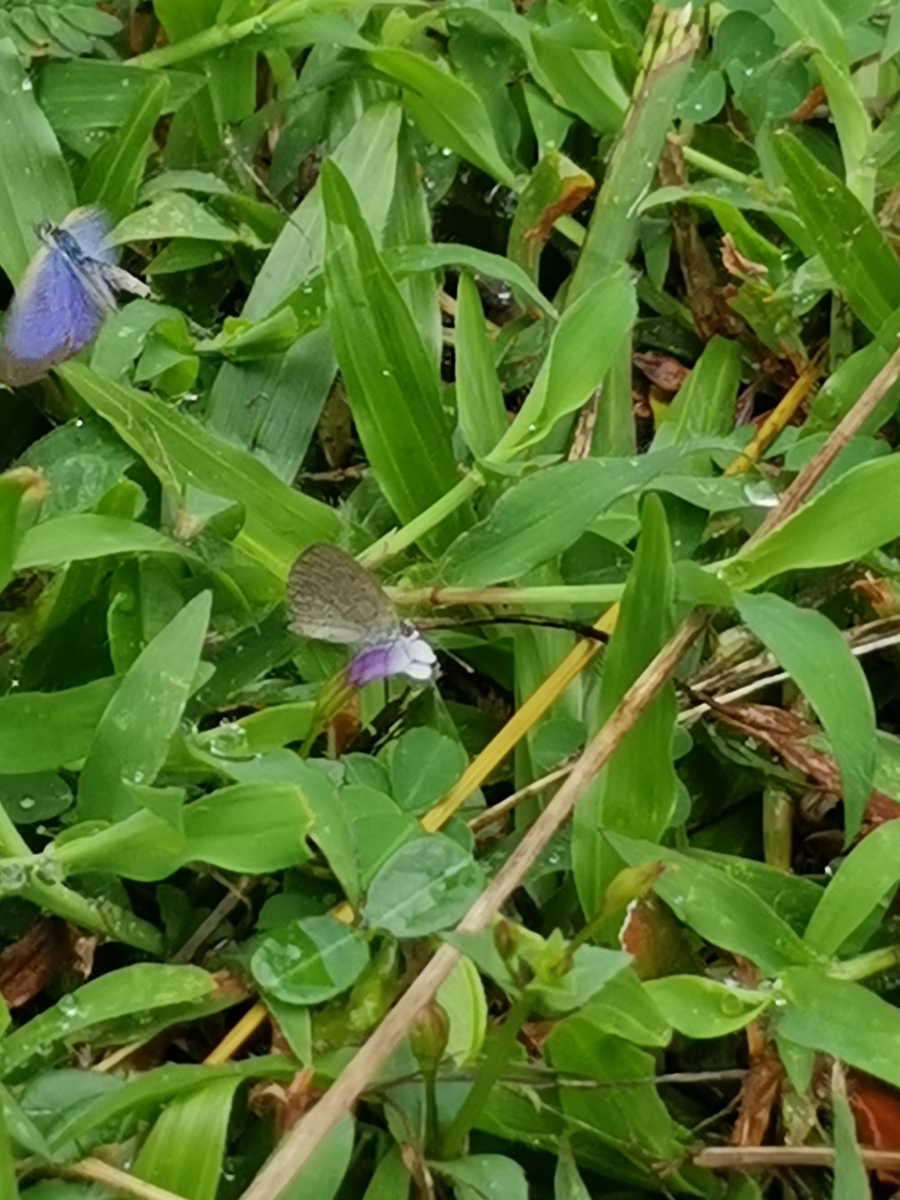 Grass blue