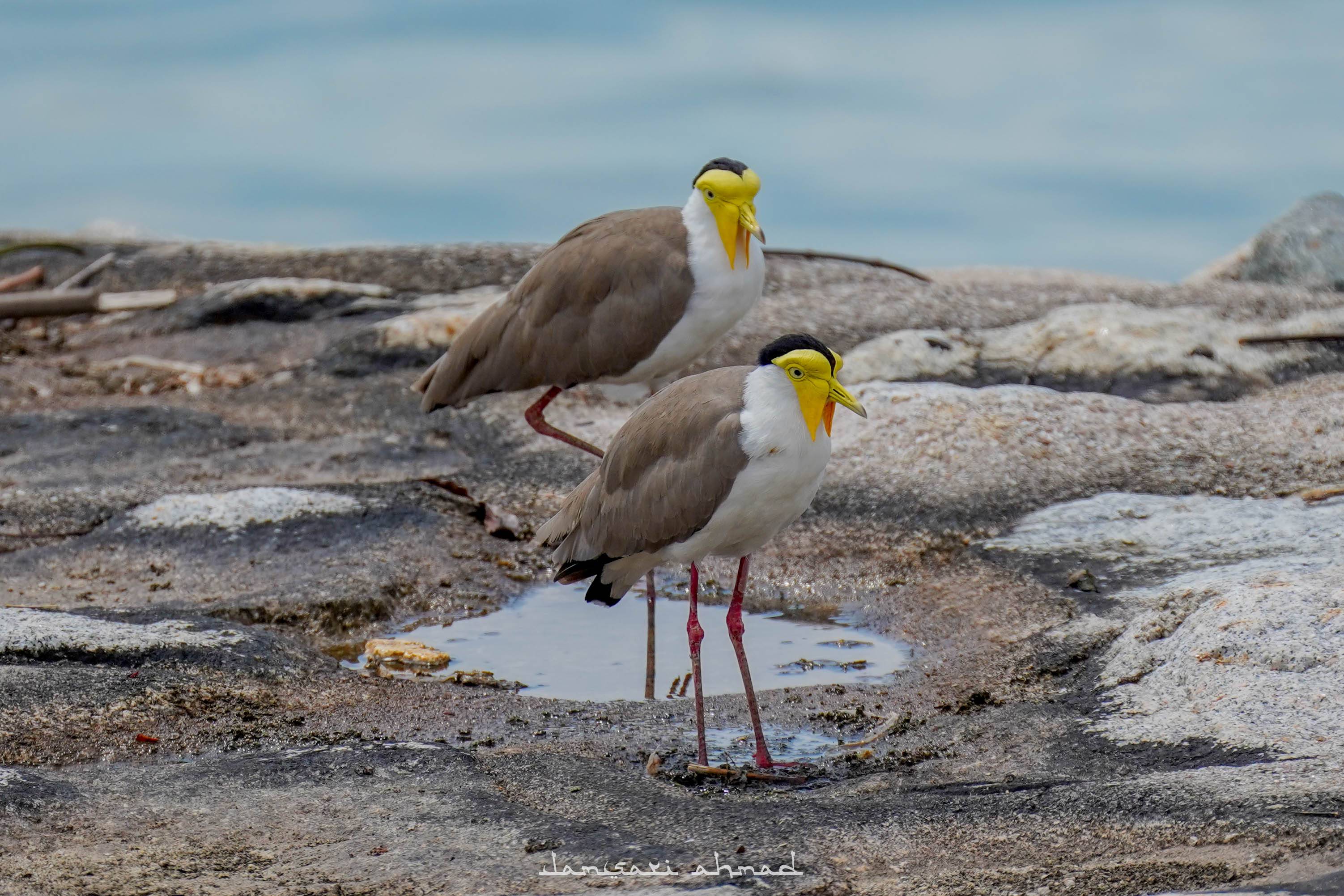 Lapwings