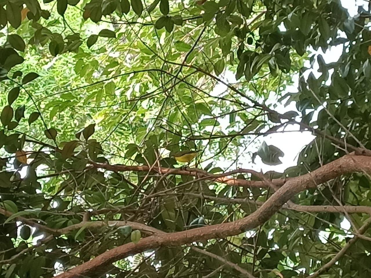 Olive-backed sunbird