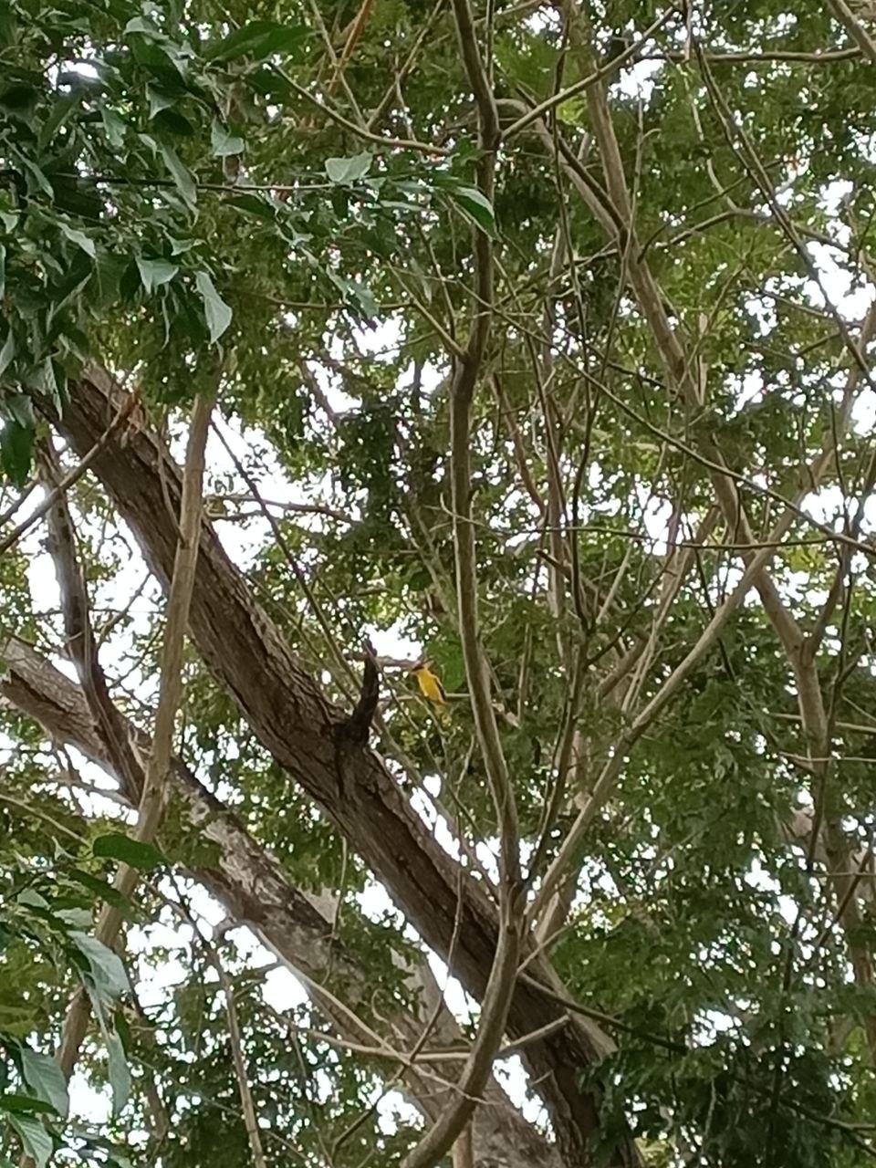 Black-naped oriole