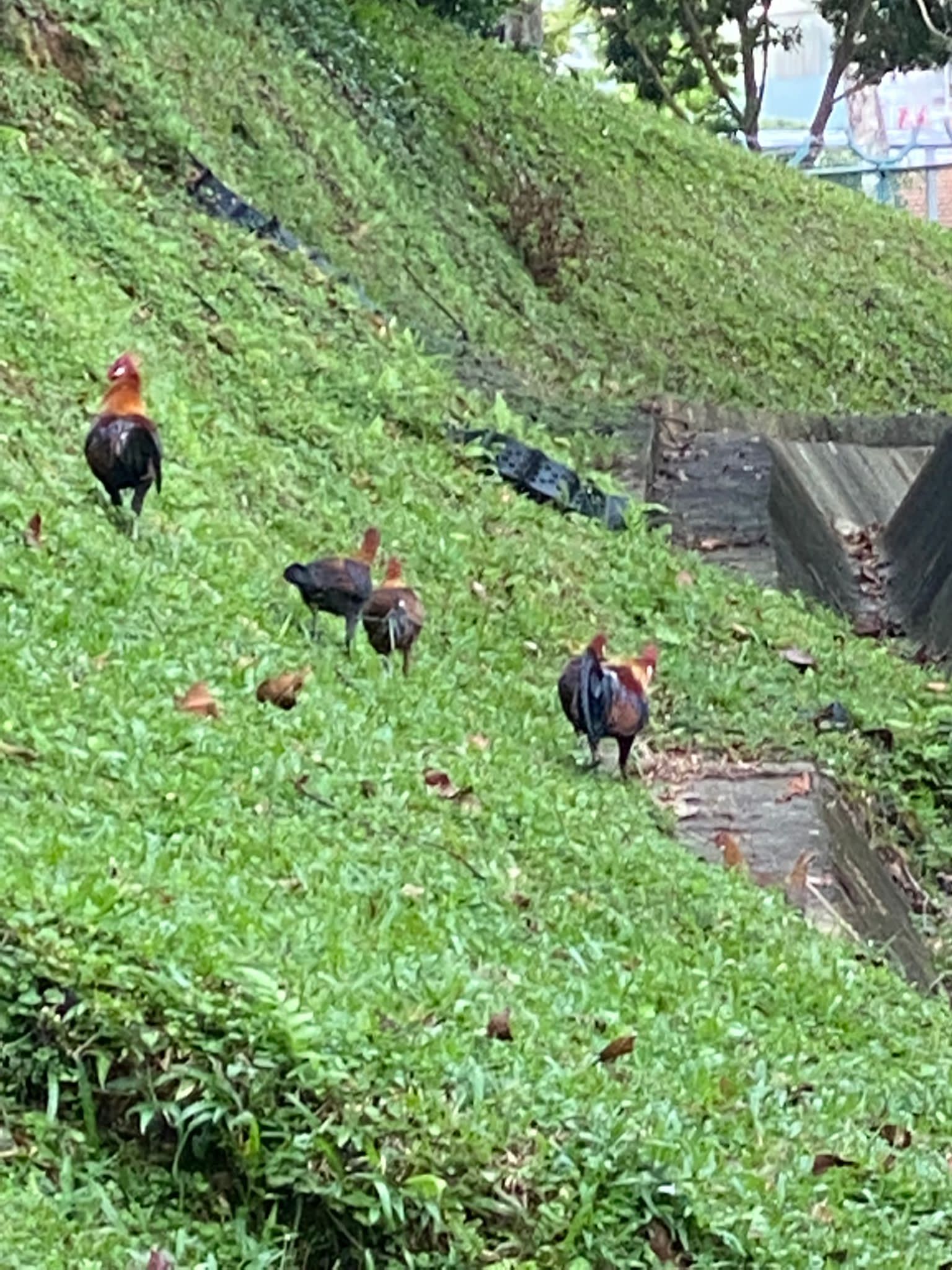 Red junglefowl