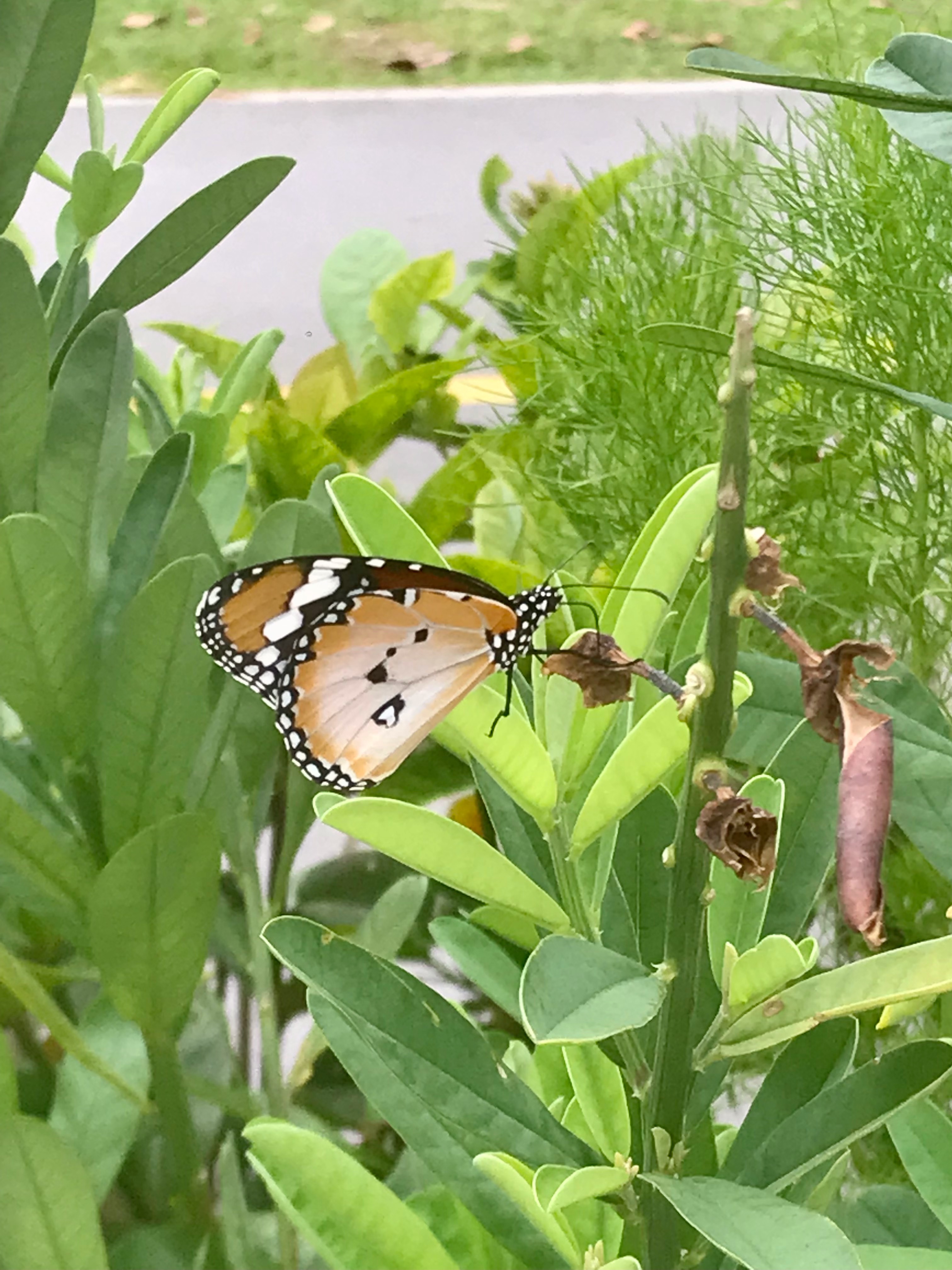 Plain tiger