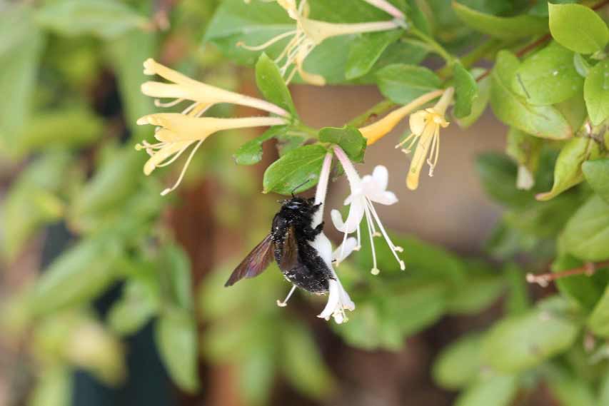 Carpenter bee