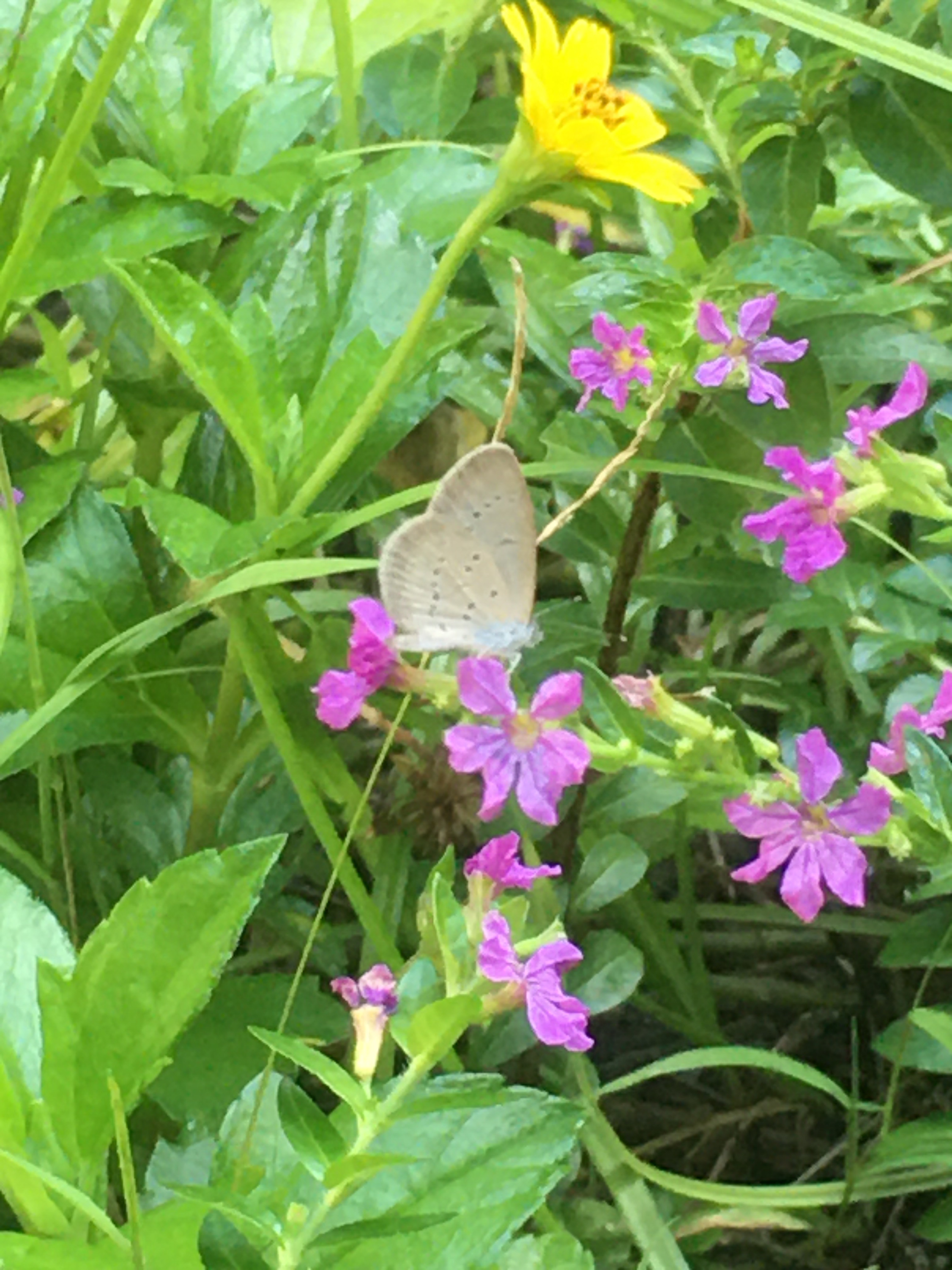 Lesser grass blue