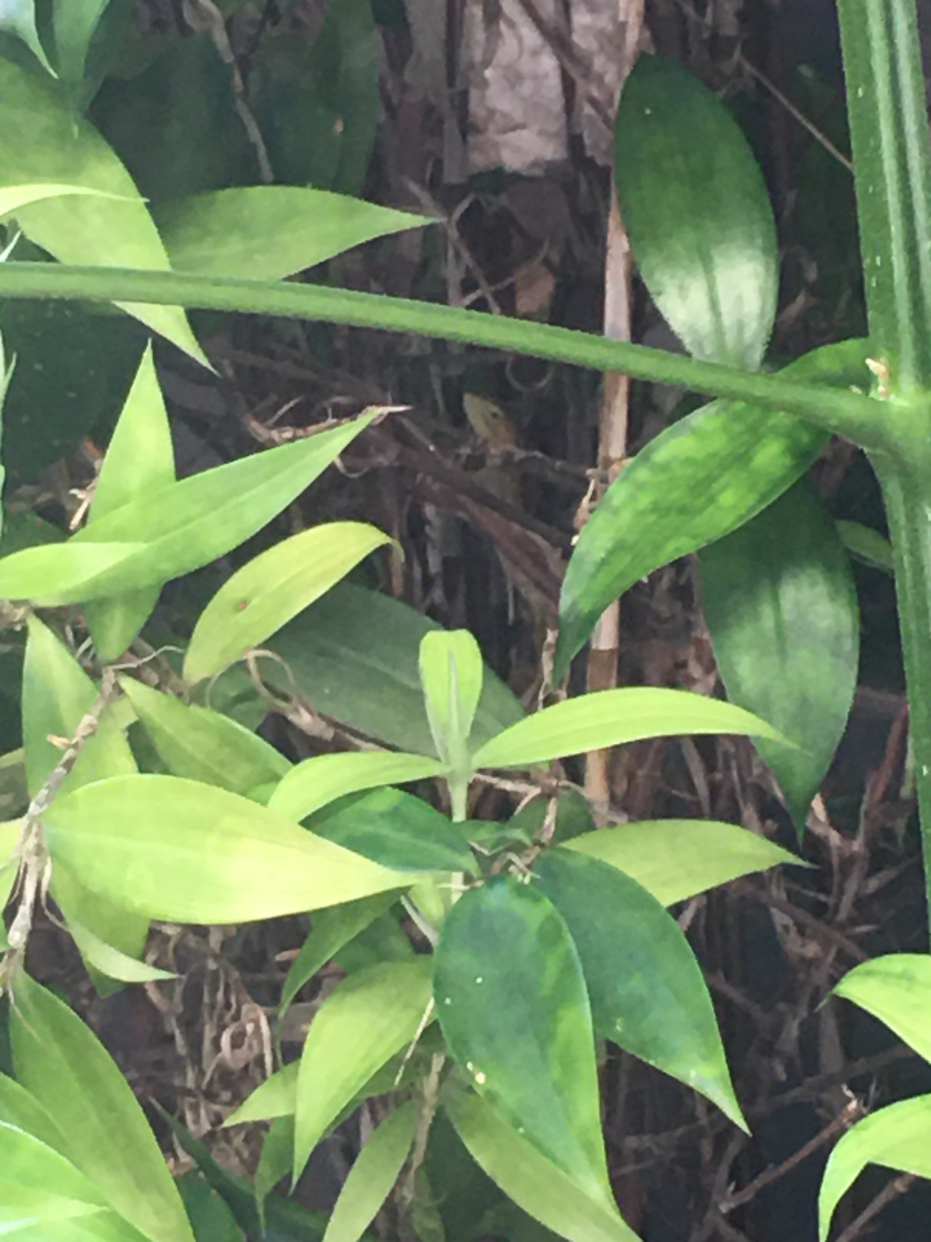 Common house gecko