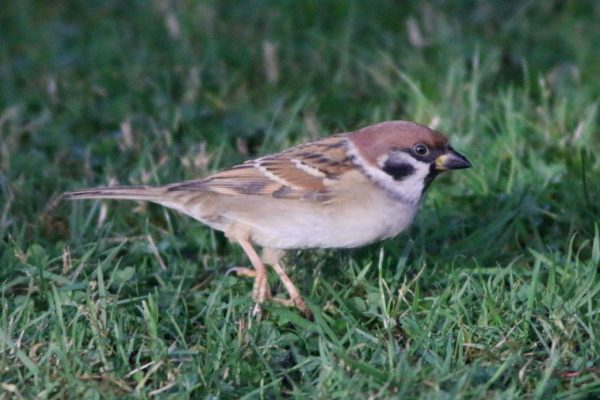 Eurasian tree sparrow 