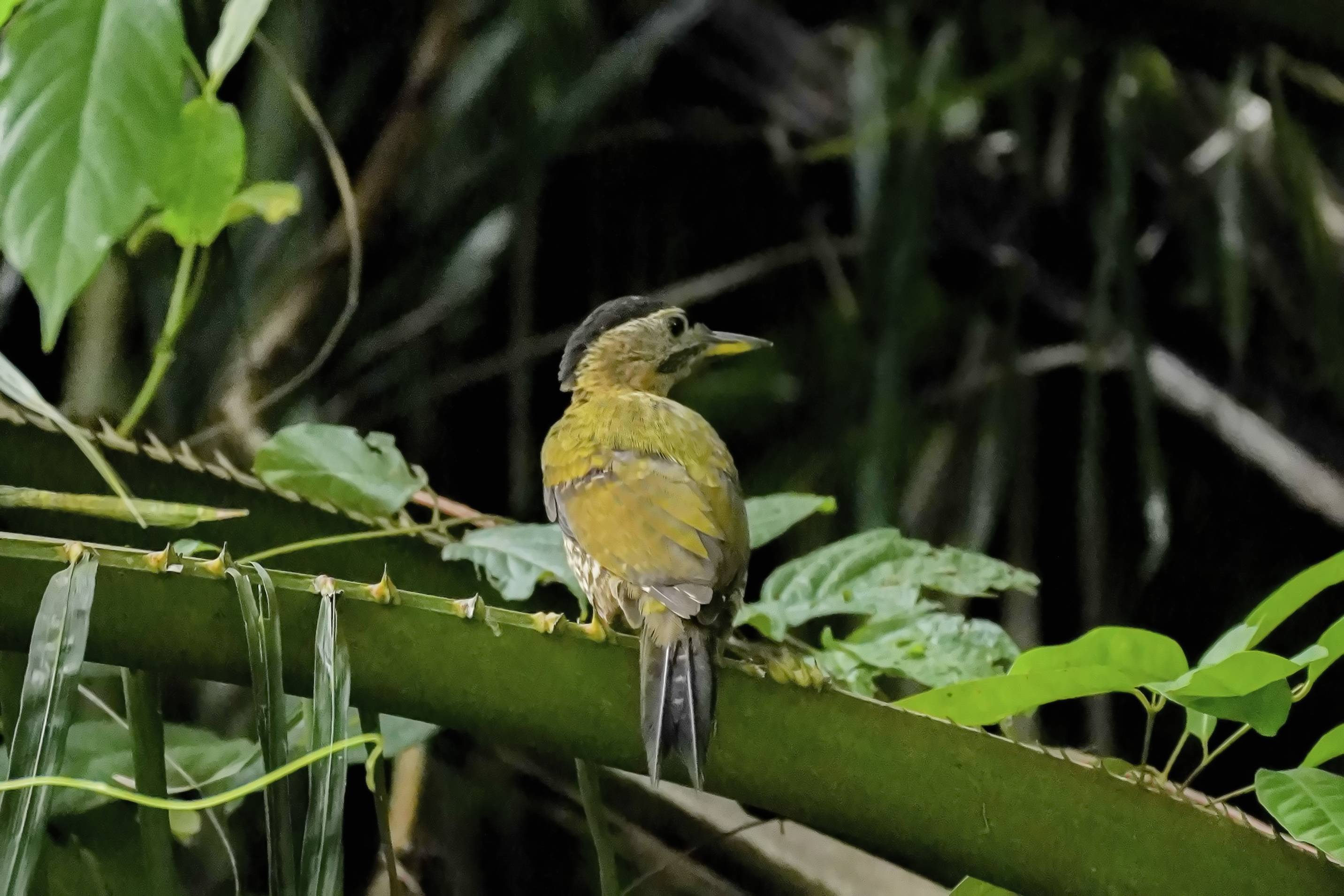 Laced woodpecker (female)