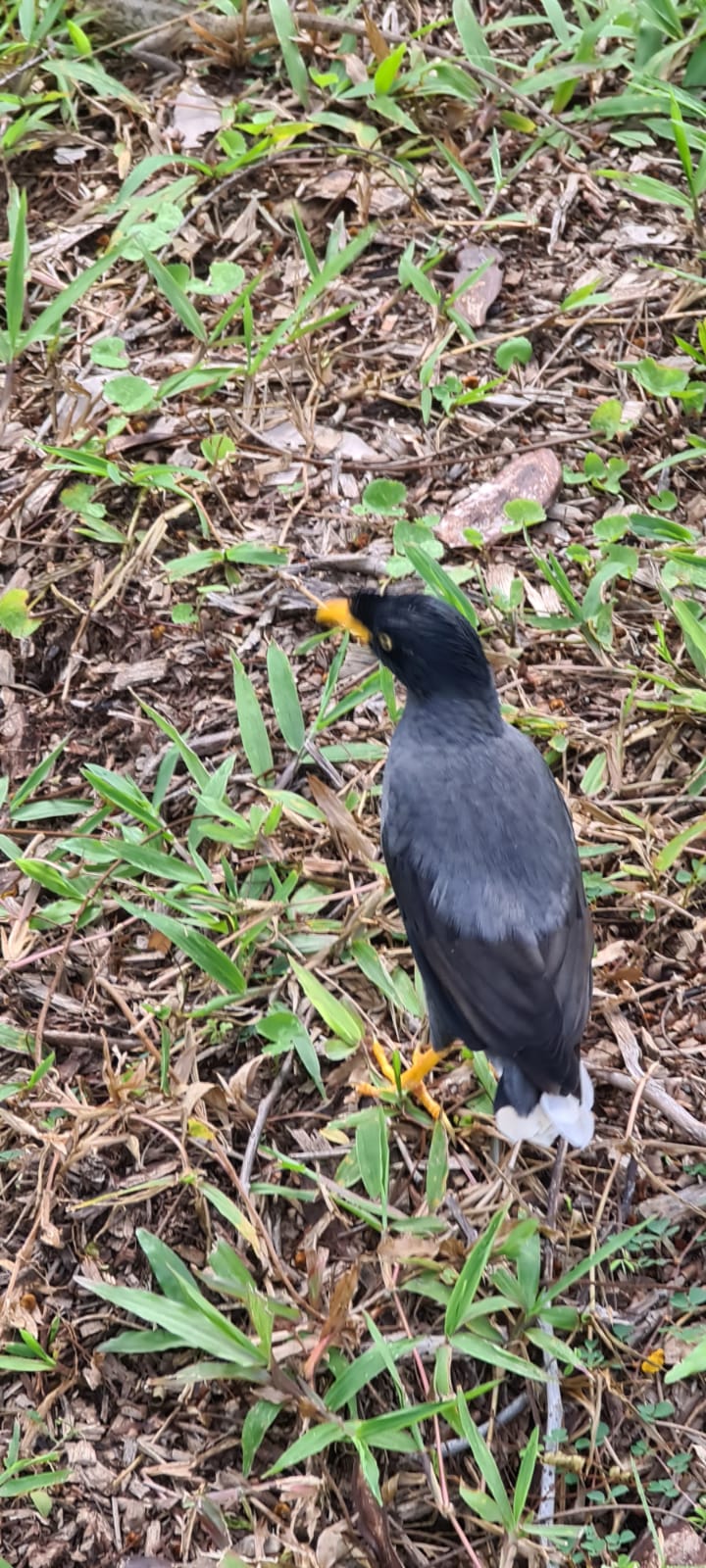 Myna