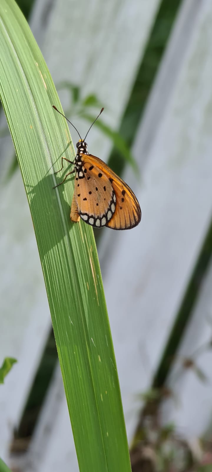 Tawny coster