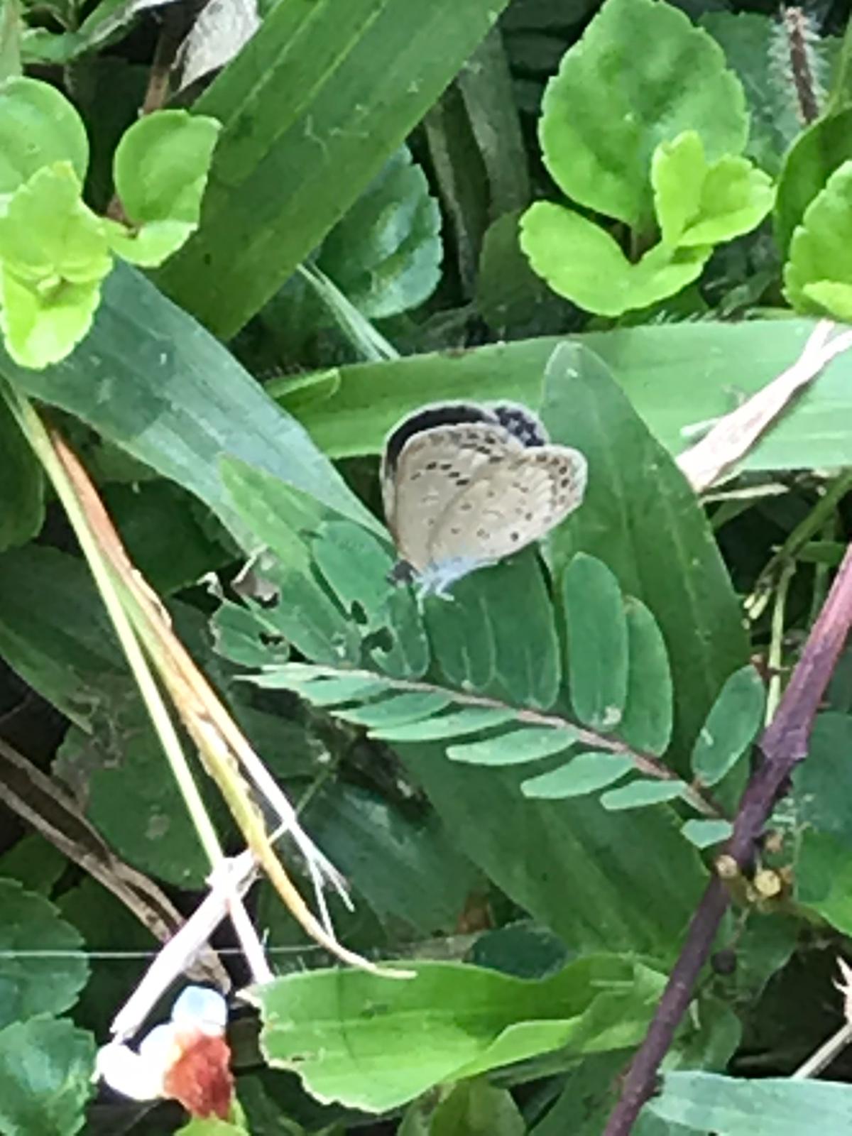 Pale grass blue