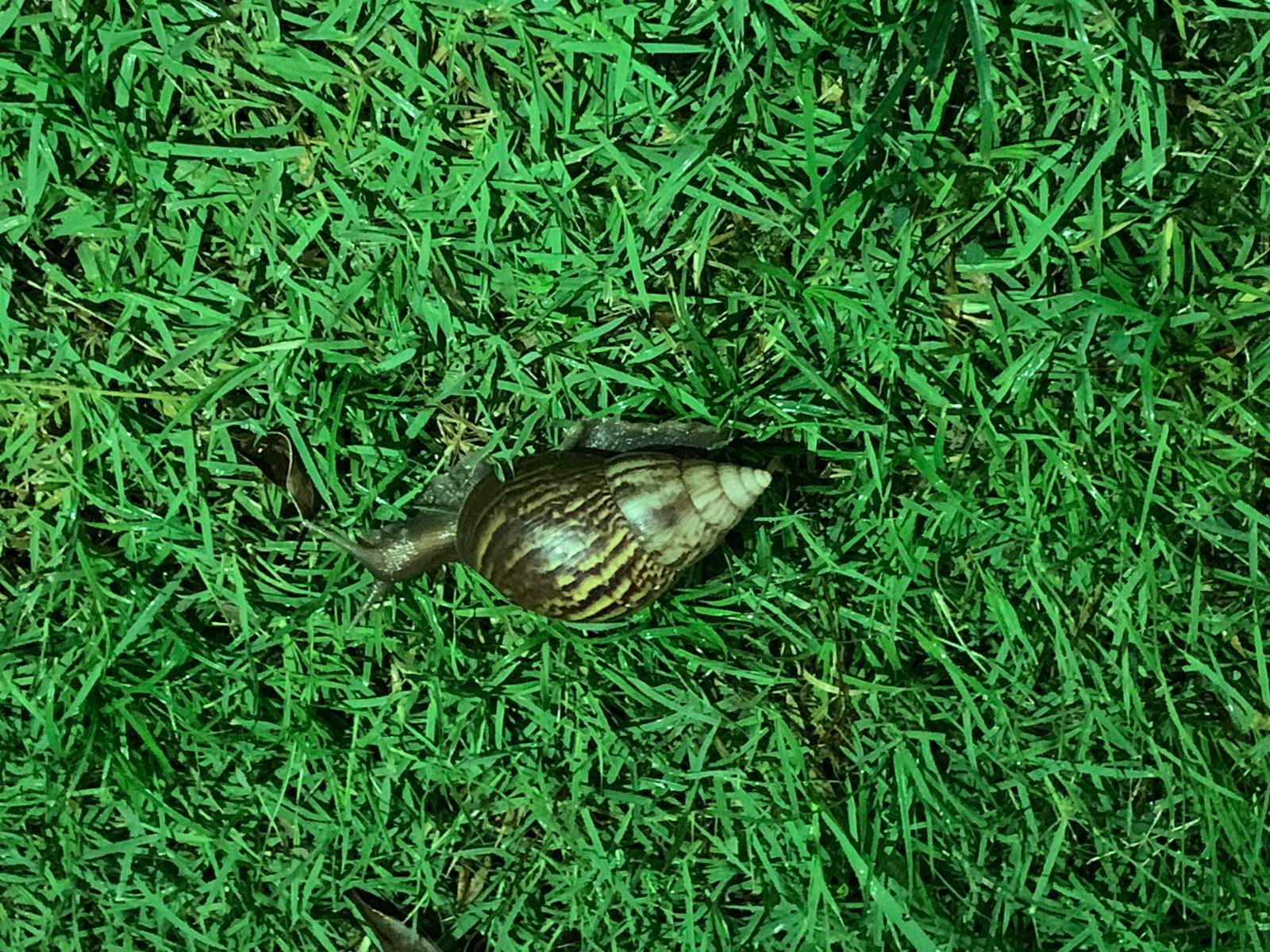 Giant african land snail