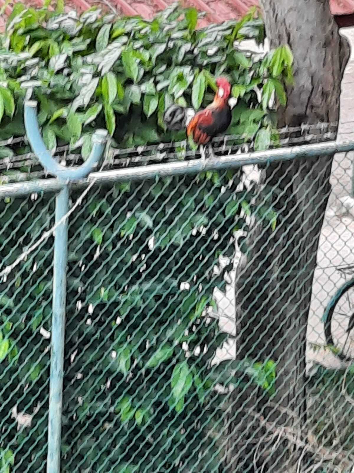 Red jungle fowl