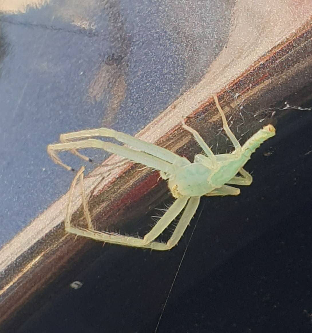 Green crab spider 