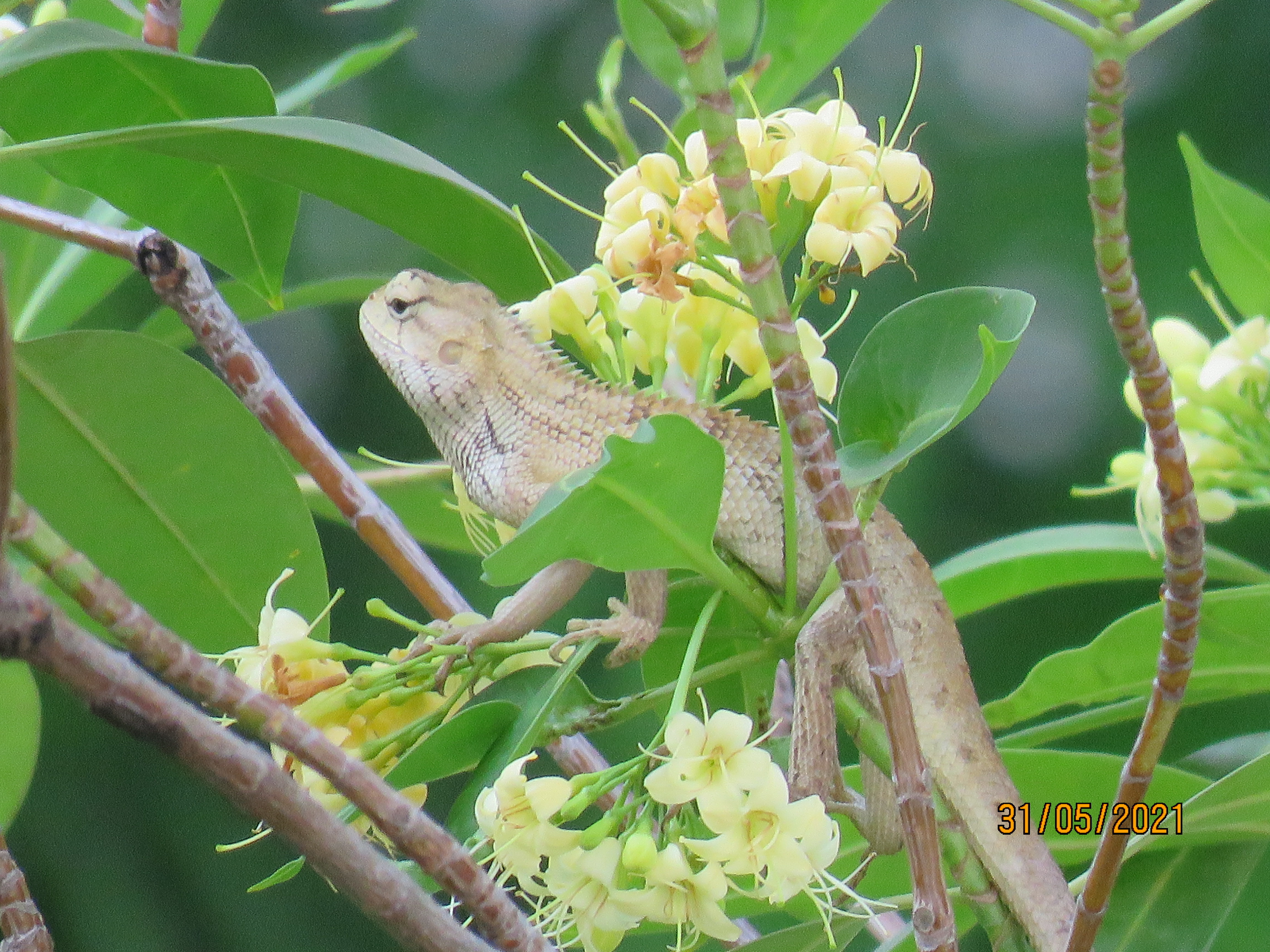 Tree lizard