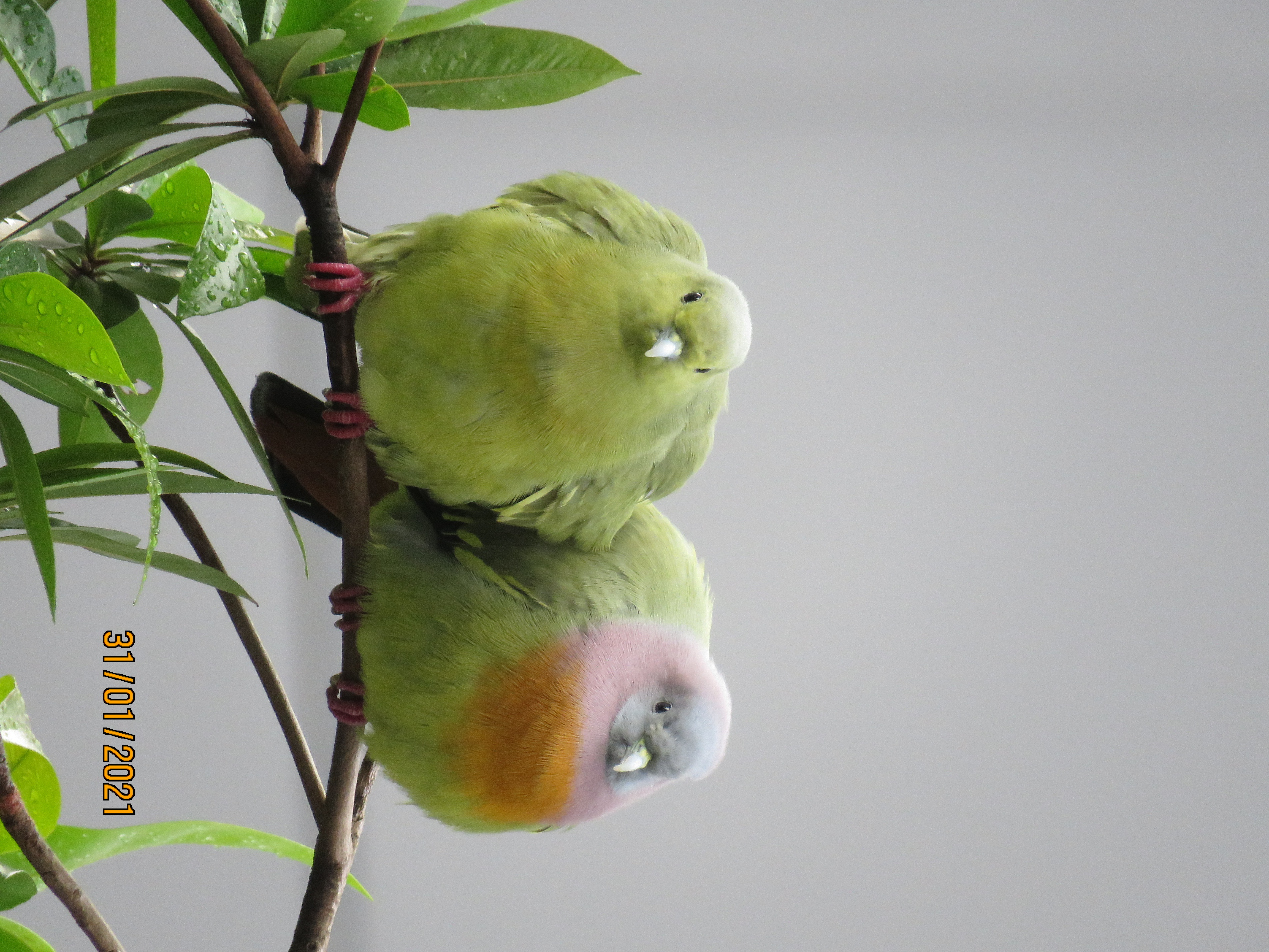 Green pigeons
