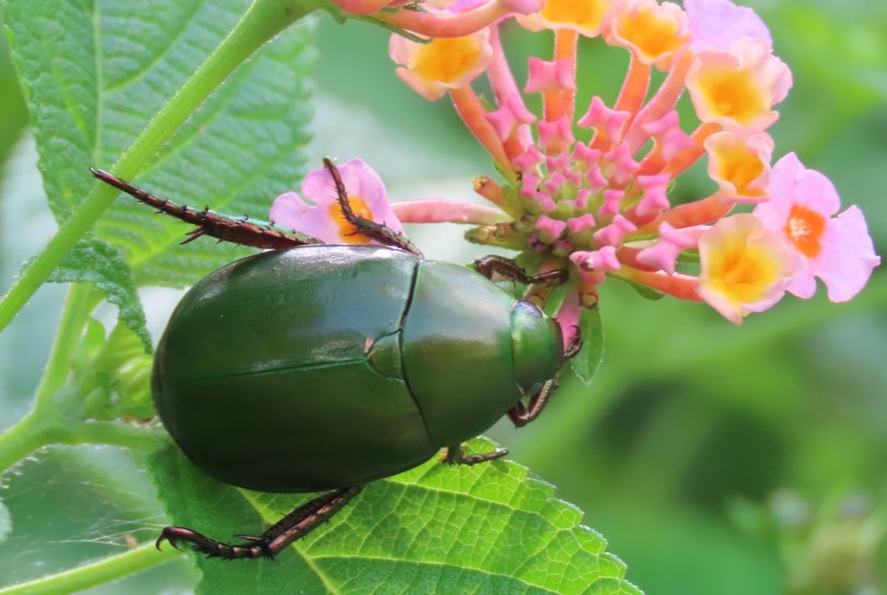 Green chafer beetle