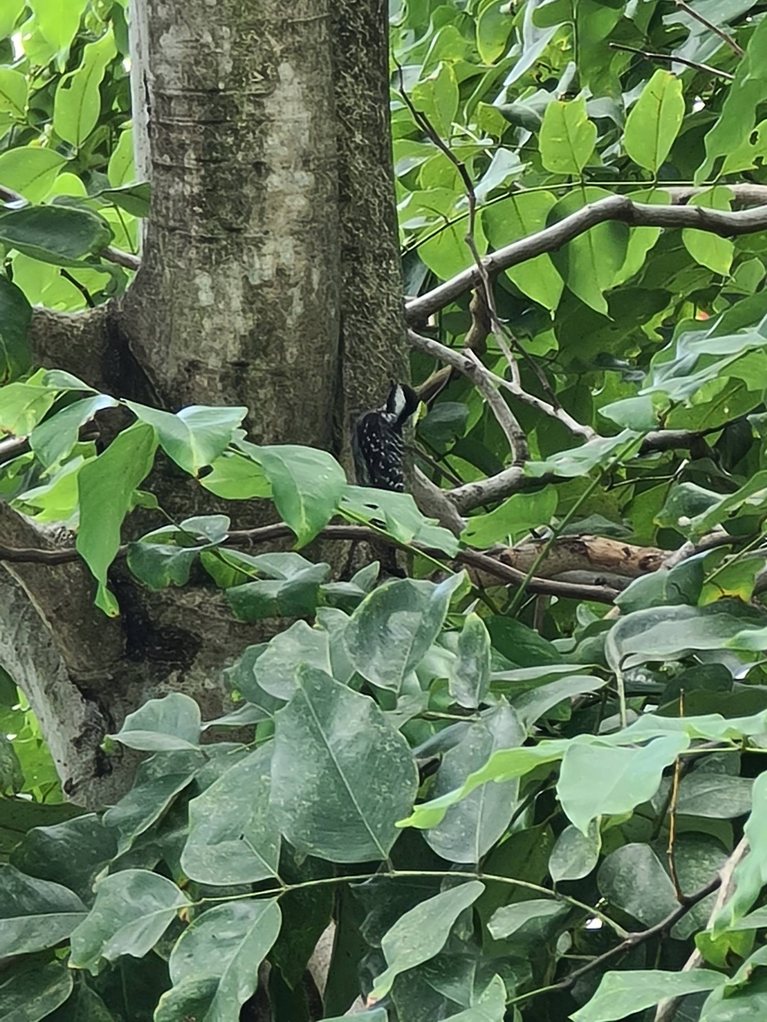 Sunda pygmy woodpecker 