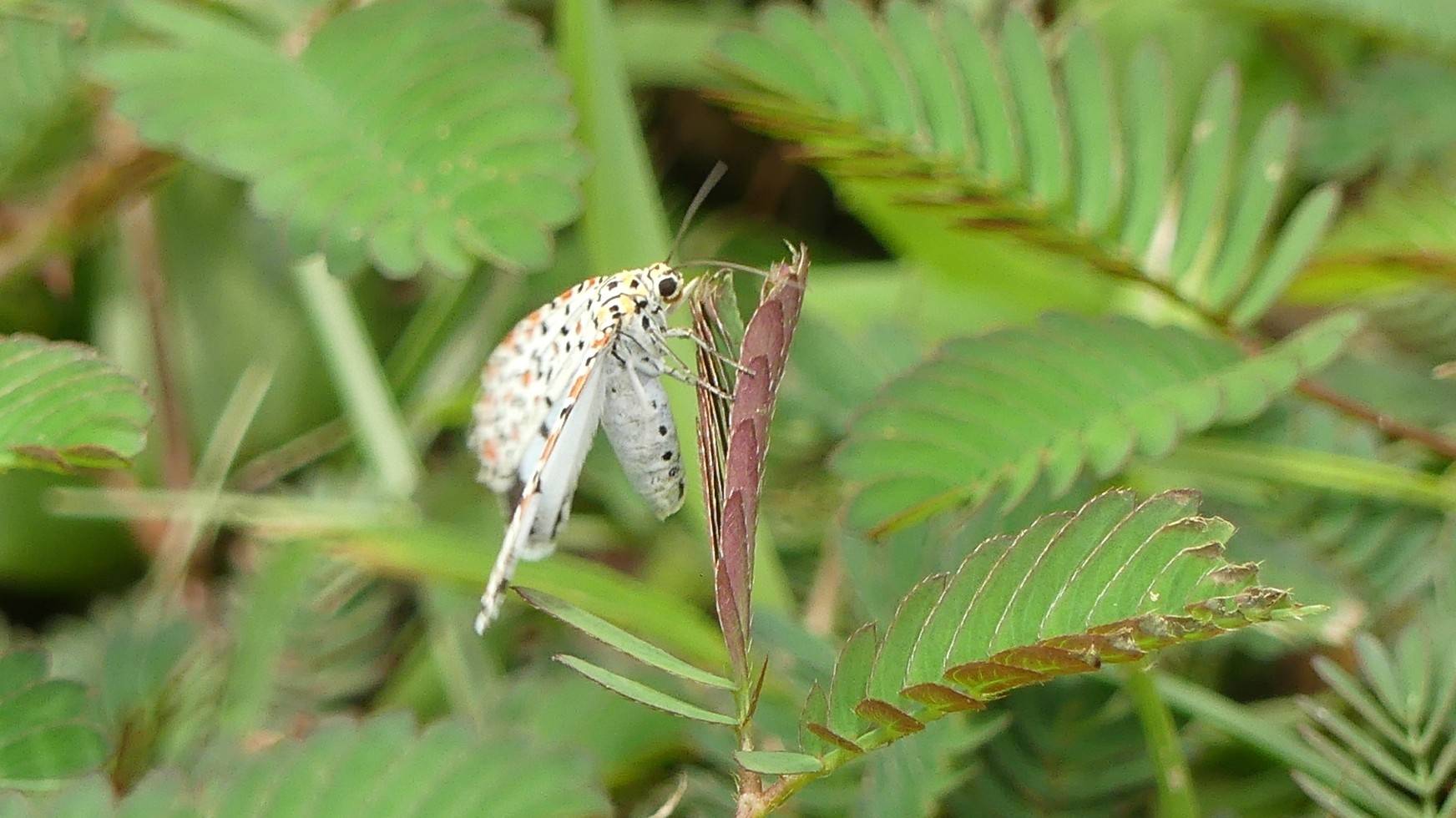 Crotalaria moth