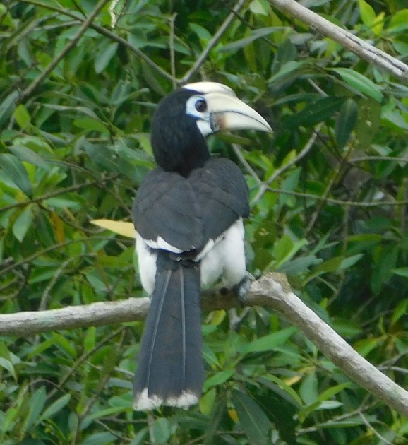Oriental pied hornbill