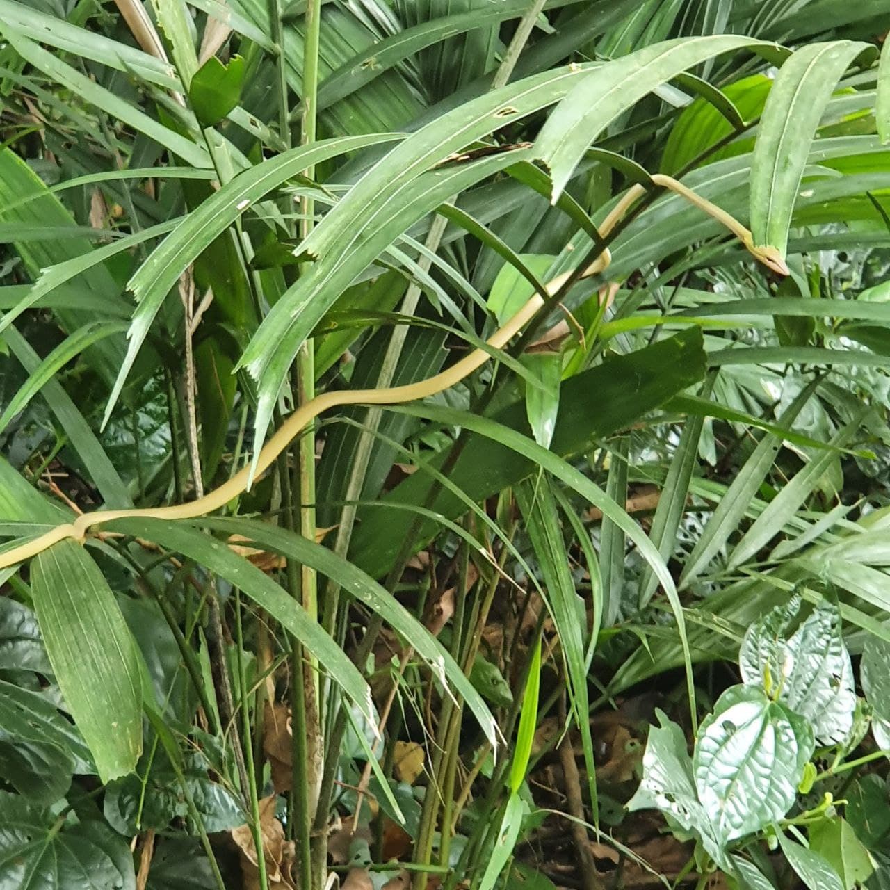 Oriental whip snake