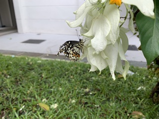 Lime butterfly