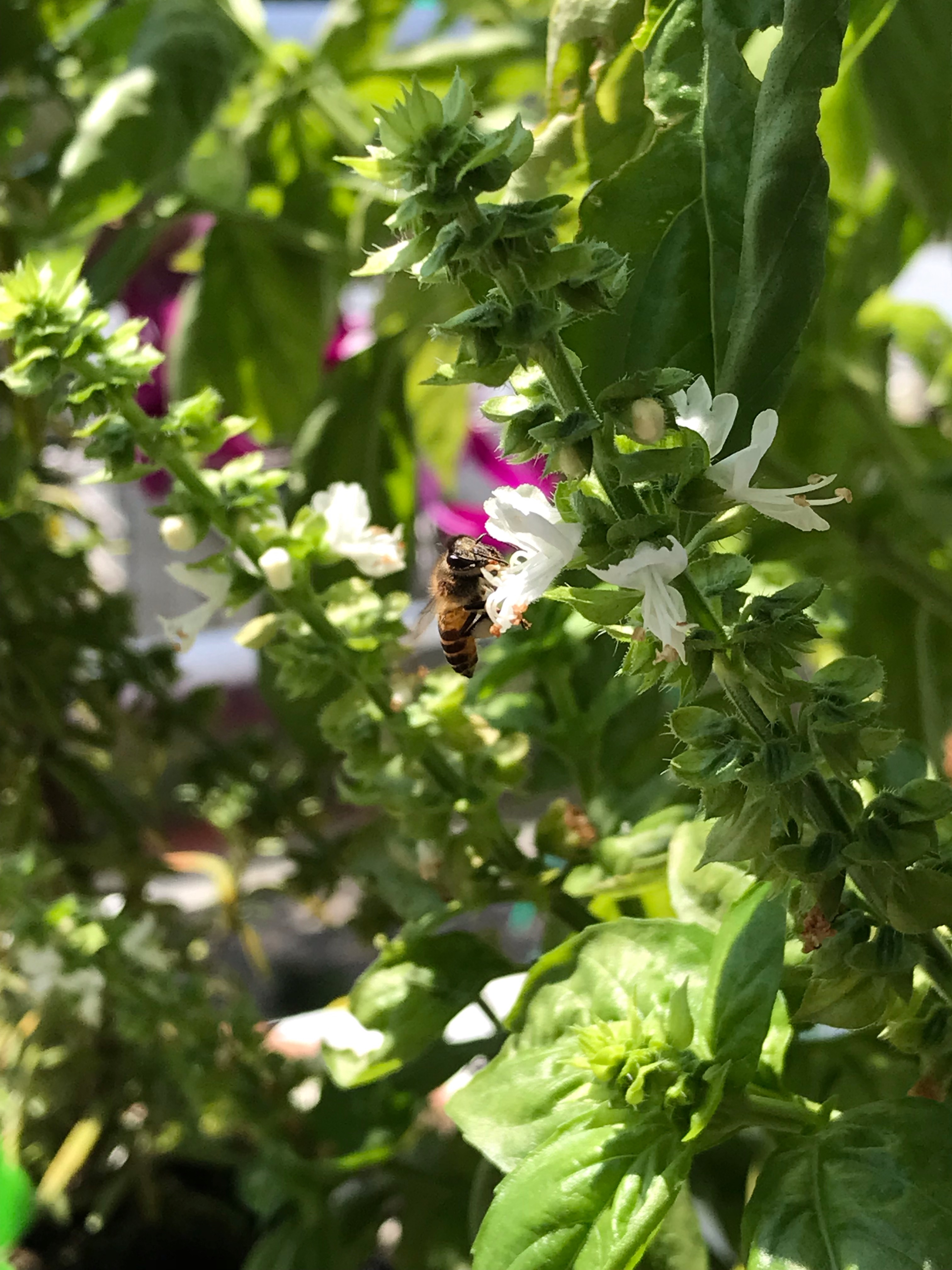 Asian honey bee