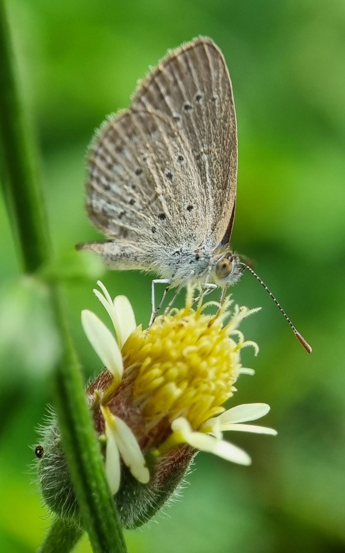 Lesser grass blue