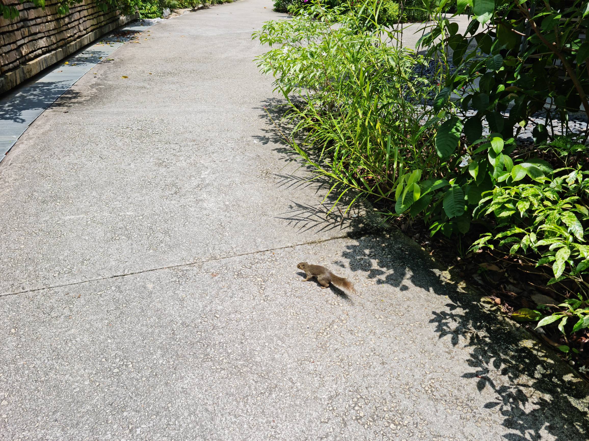 Plantain squirrel