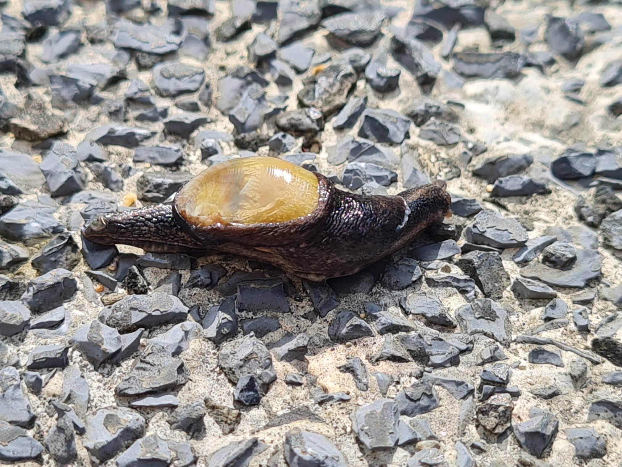 Yellow-shelled semi-slug