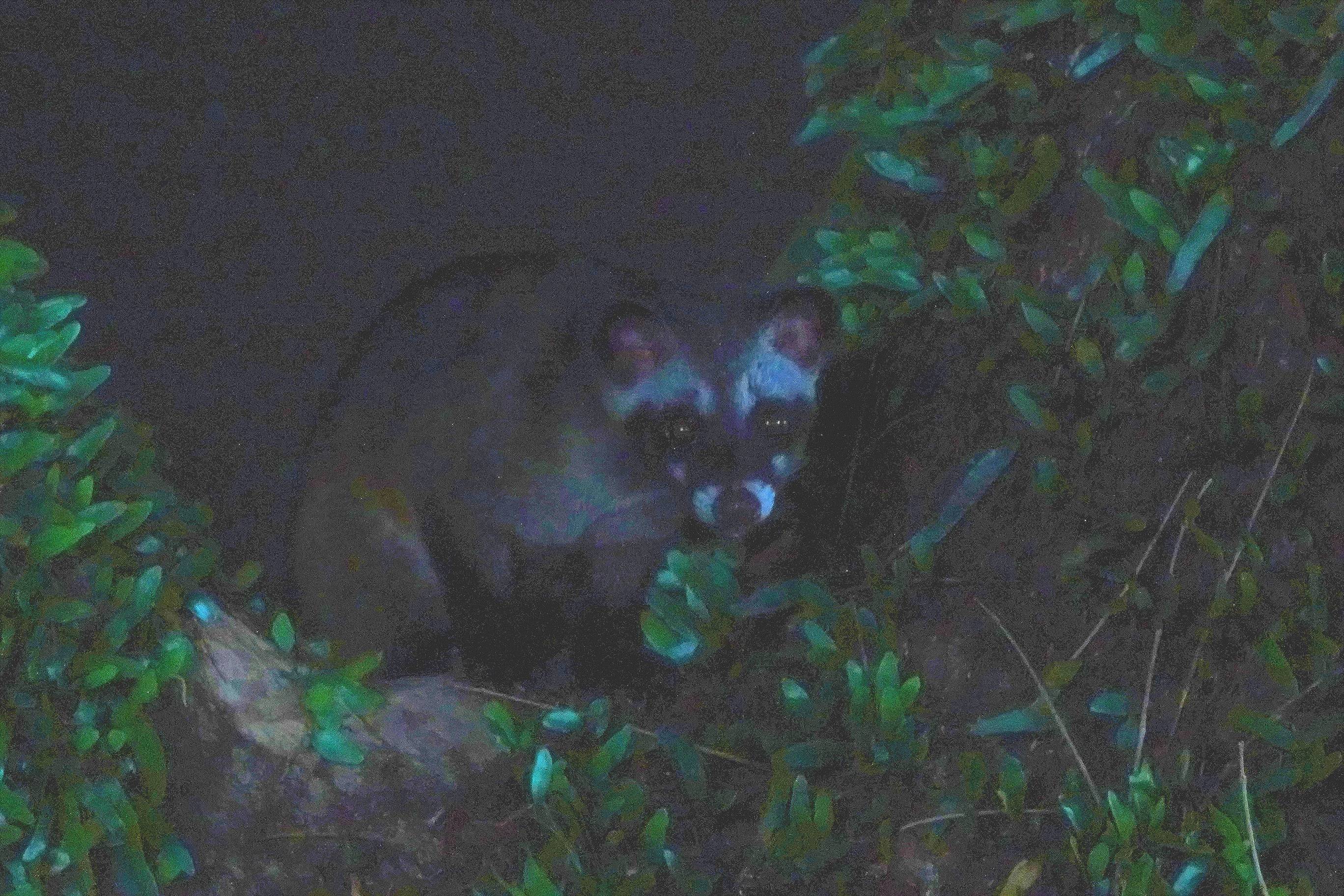 Common palm civet