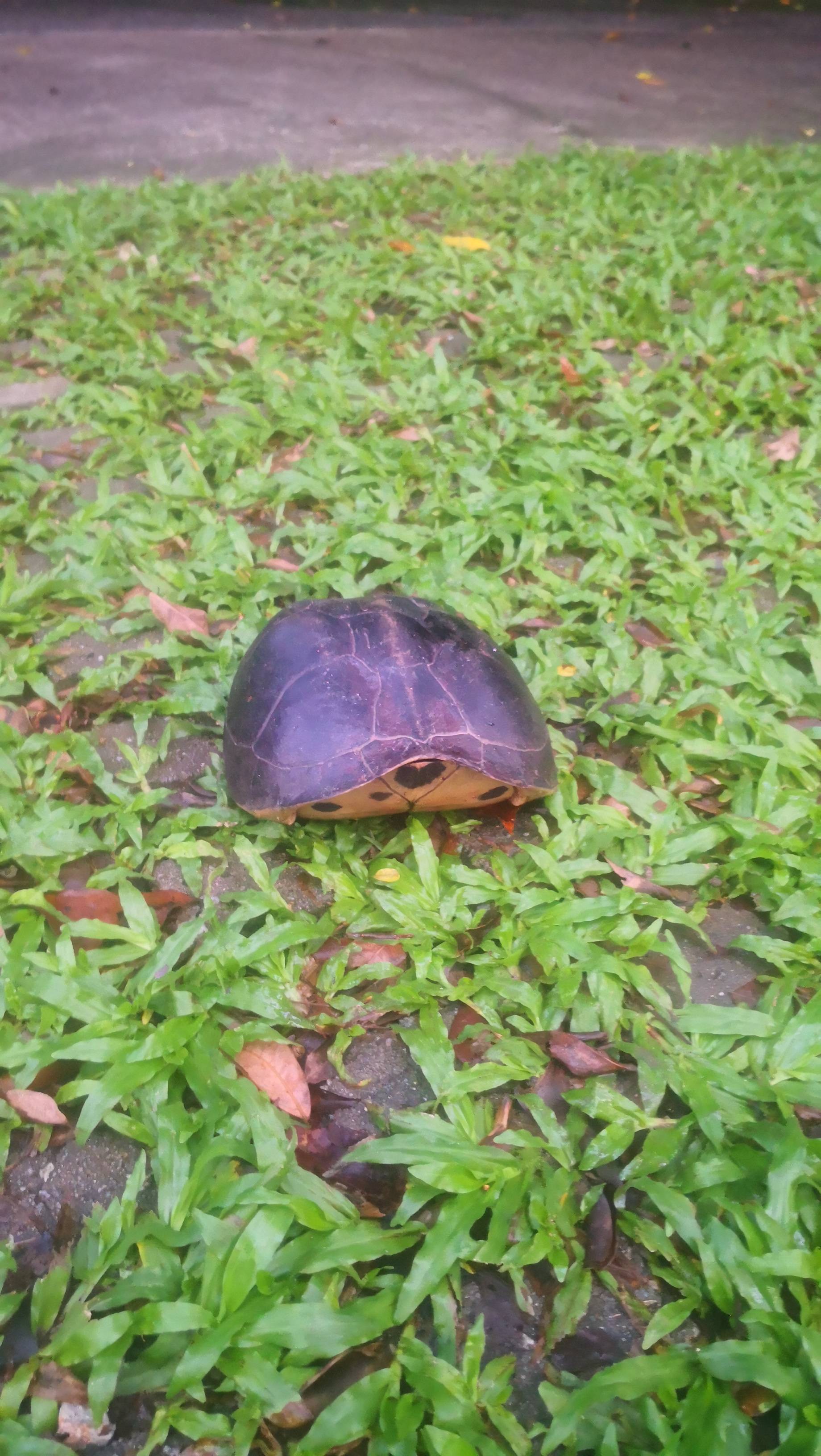 Malayan box turtle