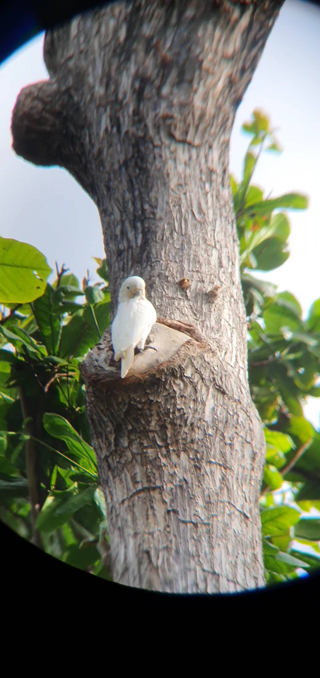 Tanimbar corella 