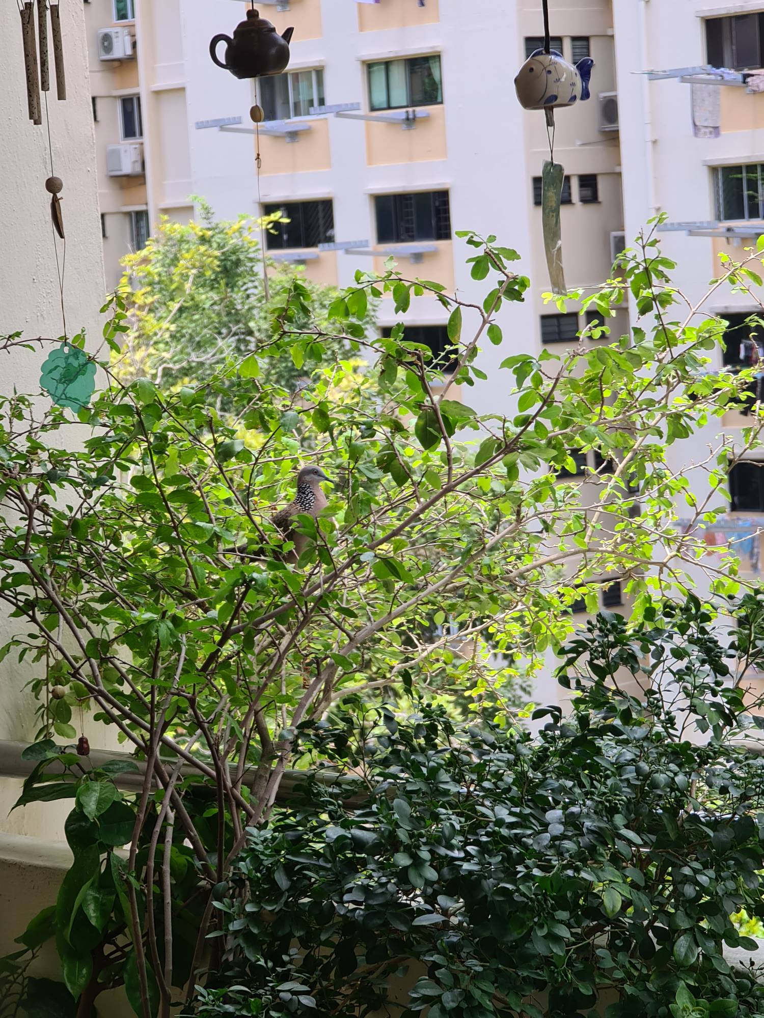 Spotted dove
