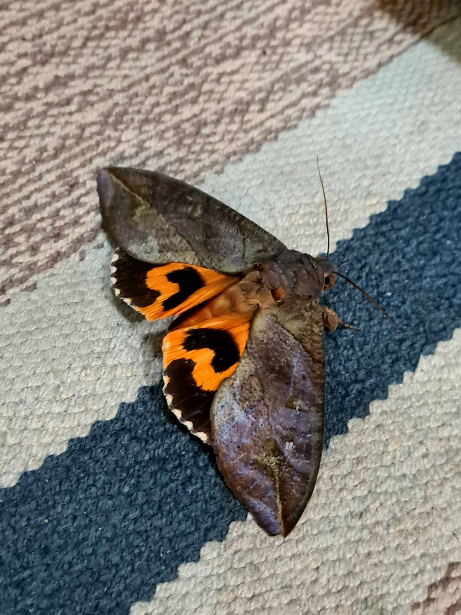 Common fruit-piercing moth