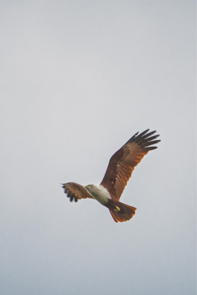 Juvenile grey headed fish eagle