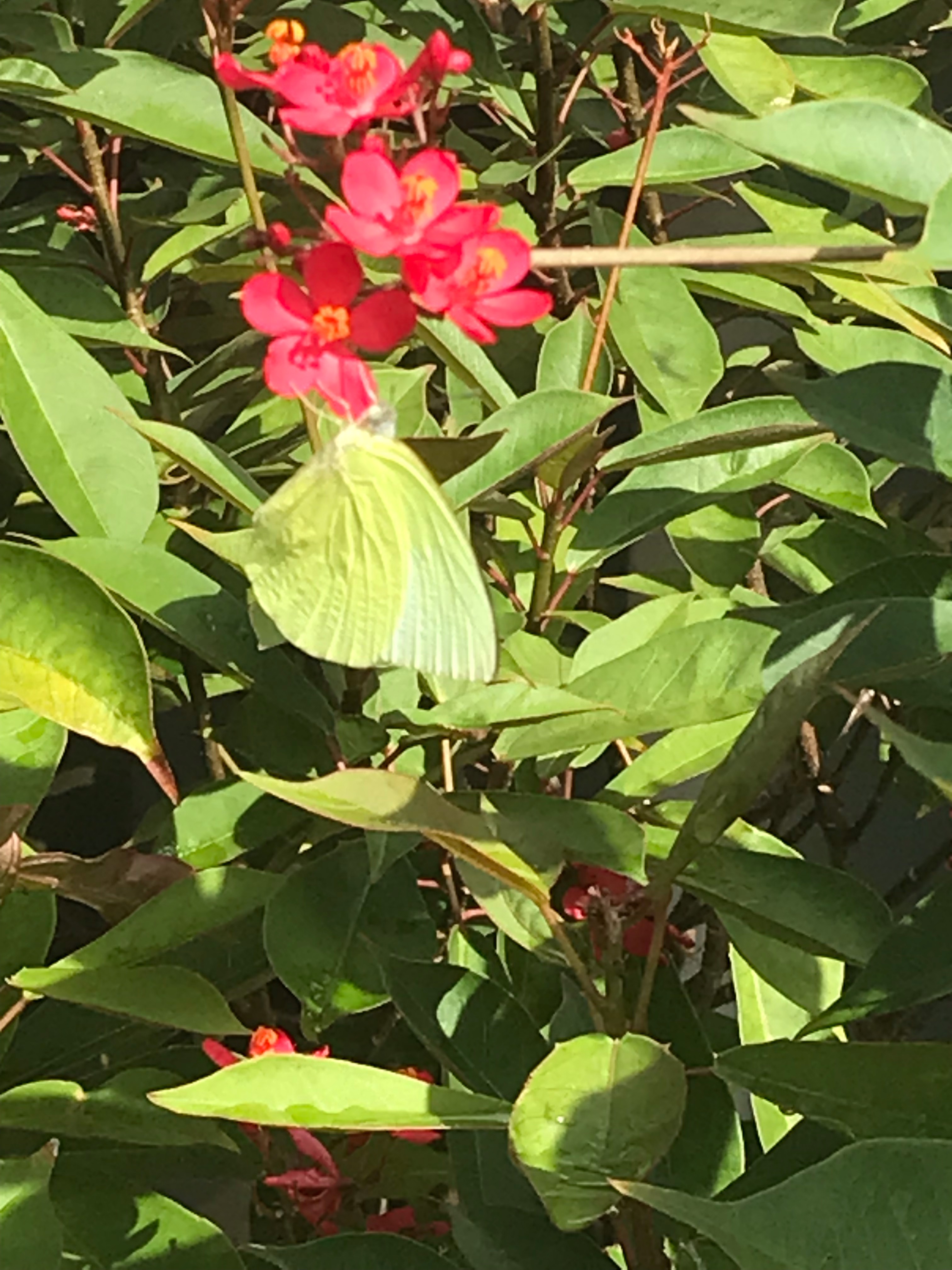 Emigrant butterfly