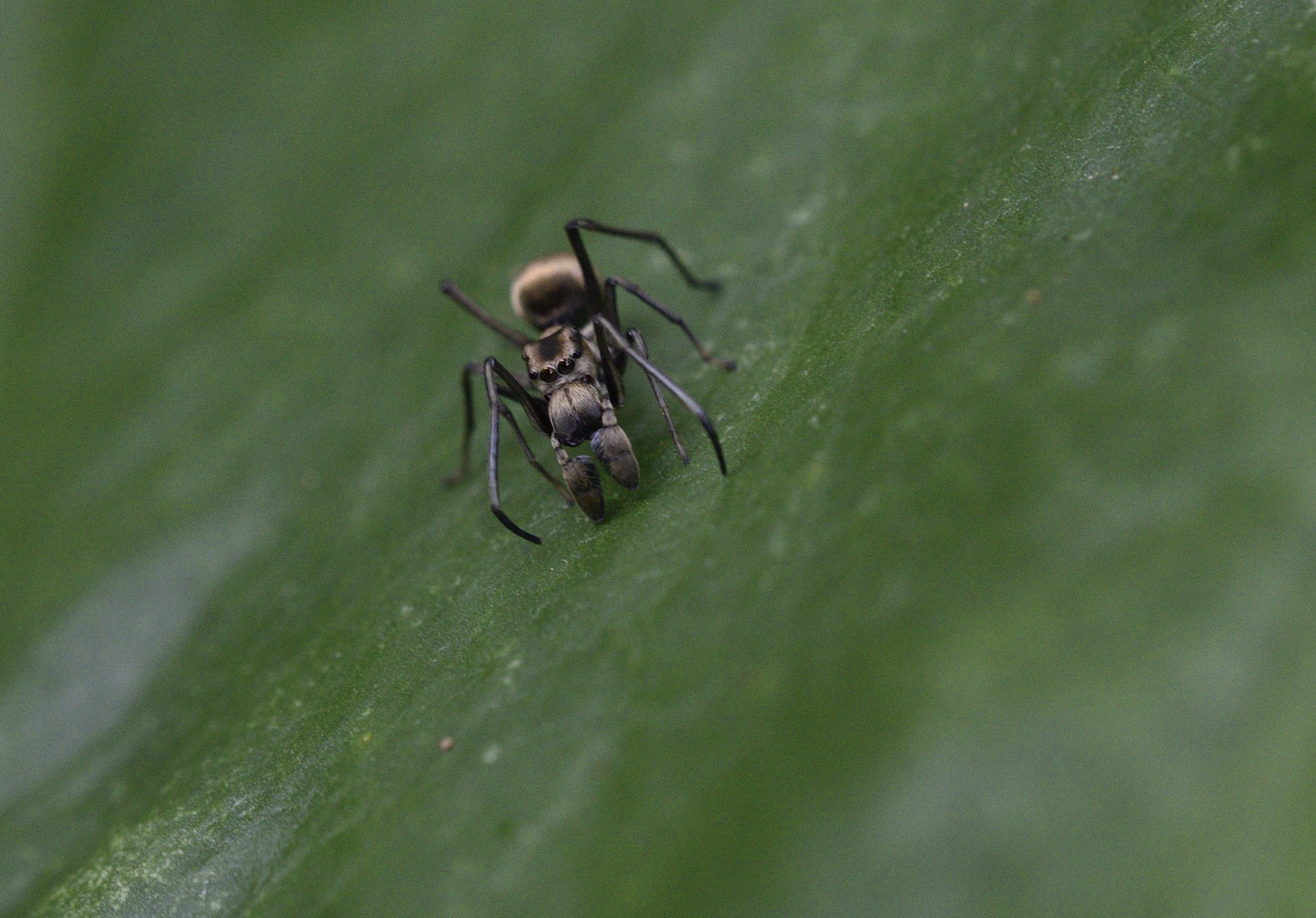 Ant-mimicking jumping spider