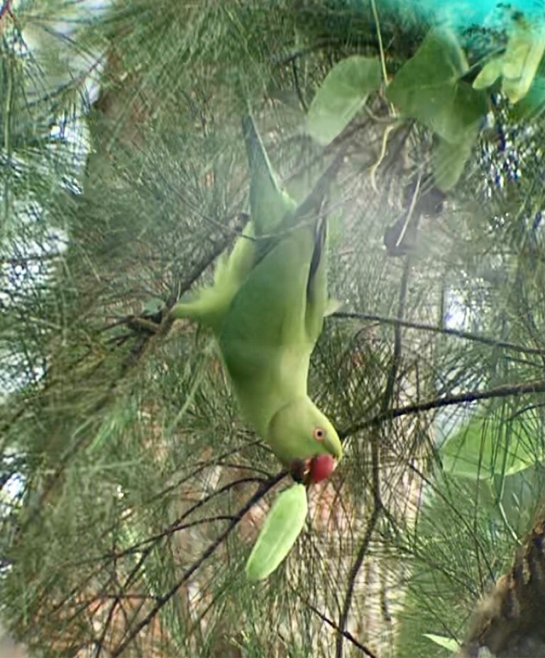 Rose ringed parakeet 