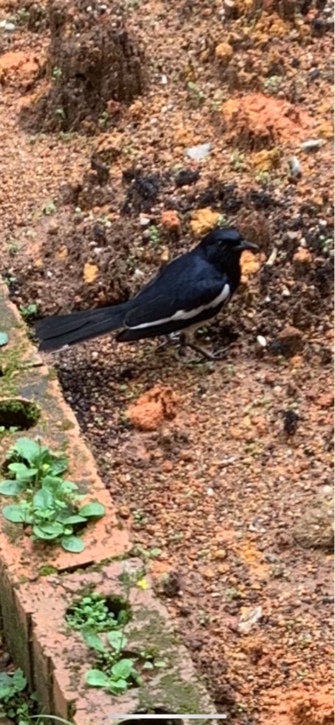 Oriental magpie-robin
