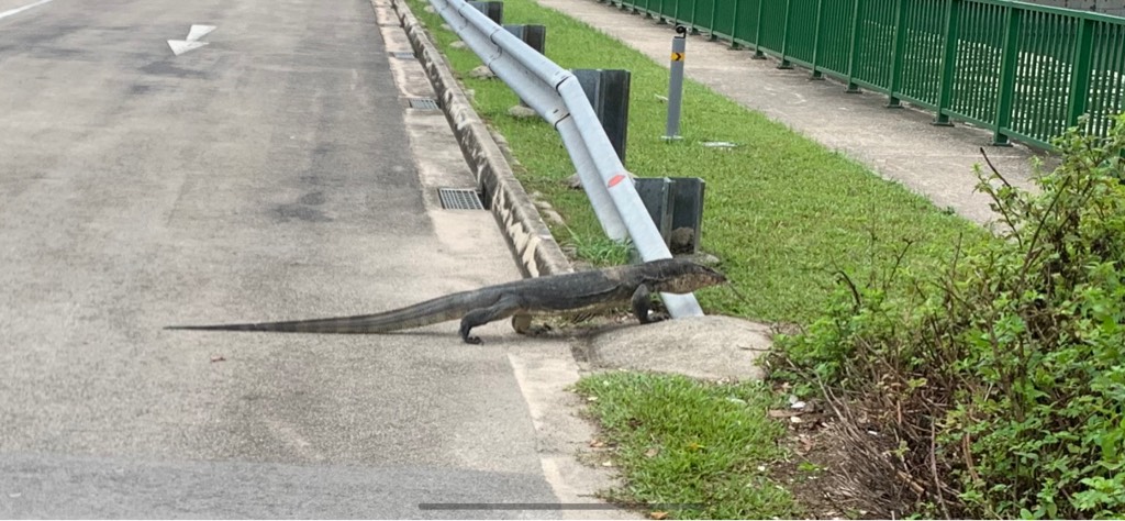 Malayan water monitor