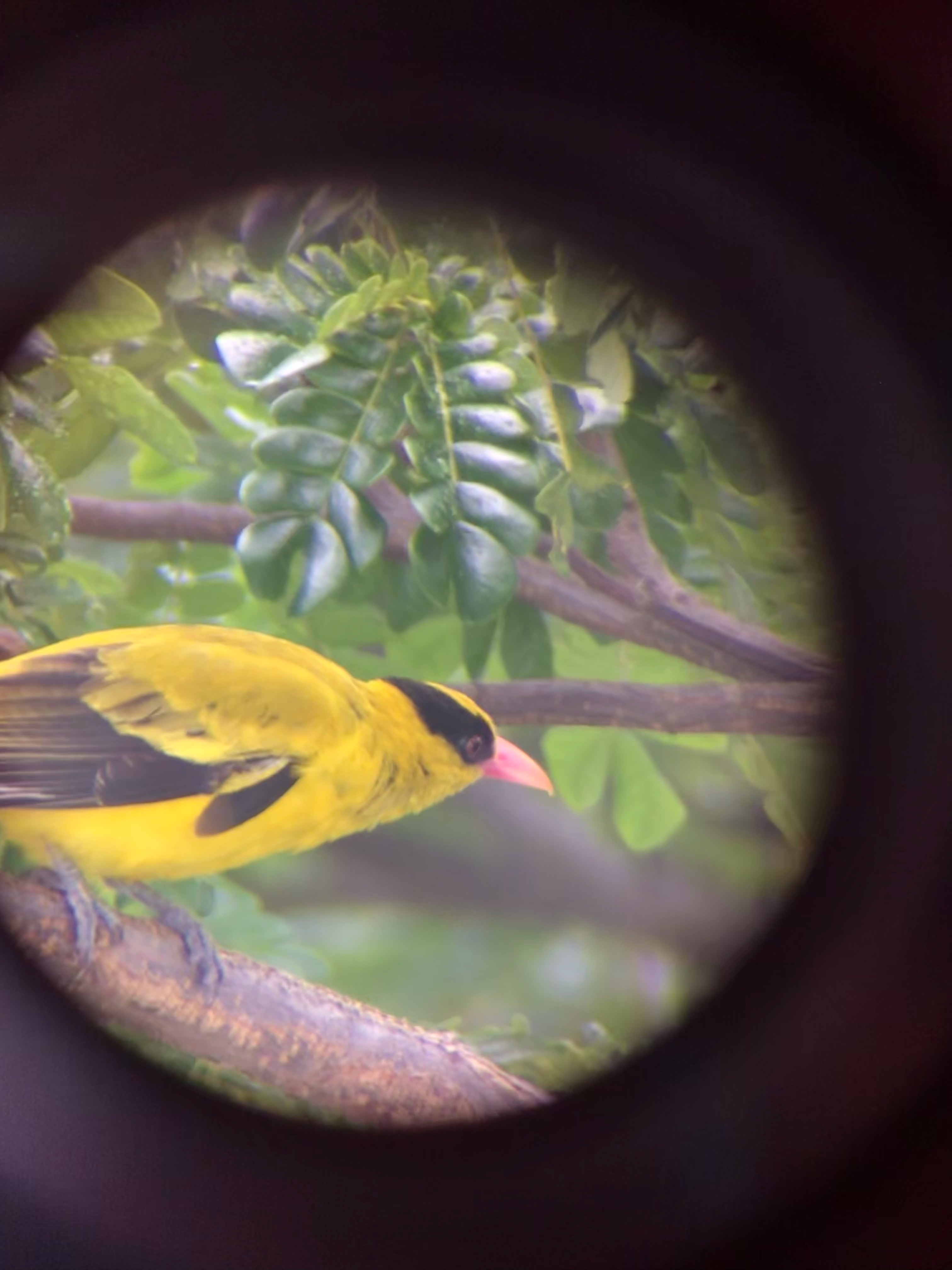 Black-naped oriole