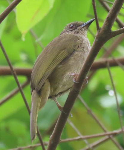 Olive-winged bulbul